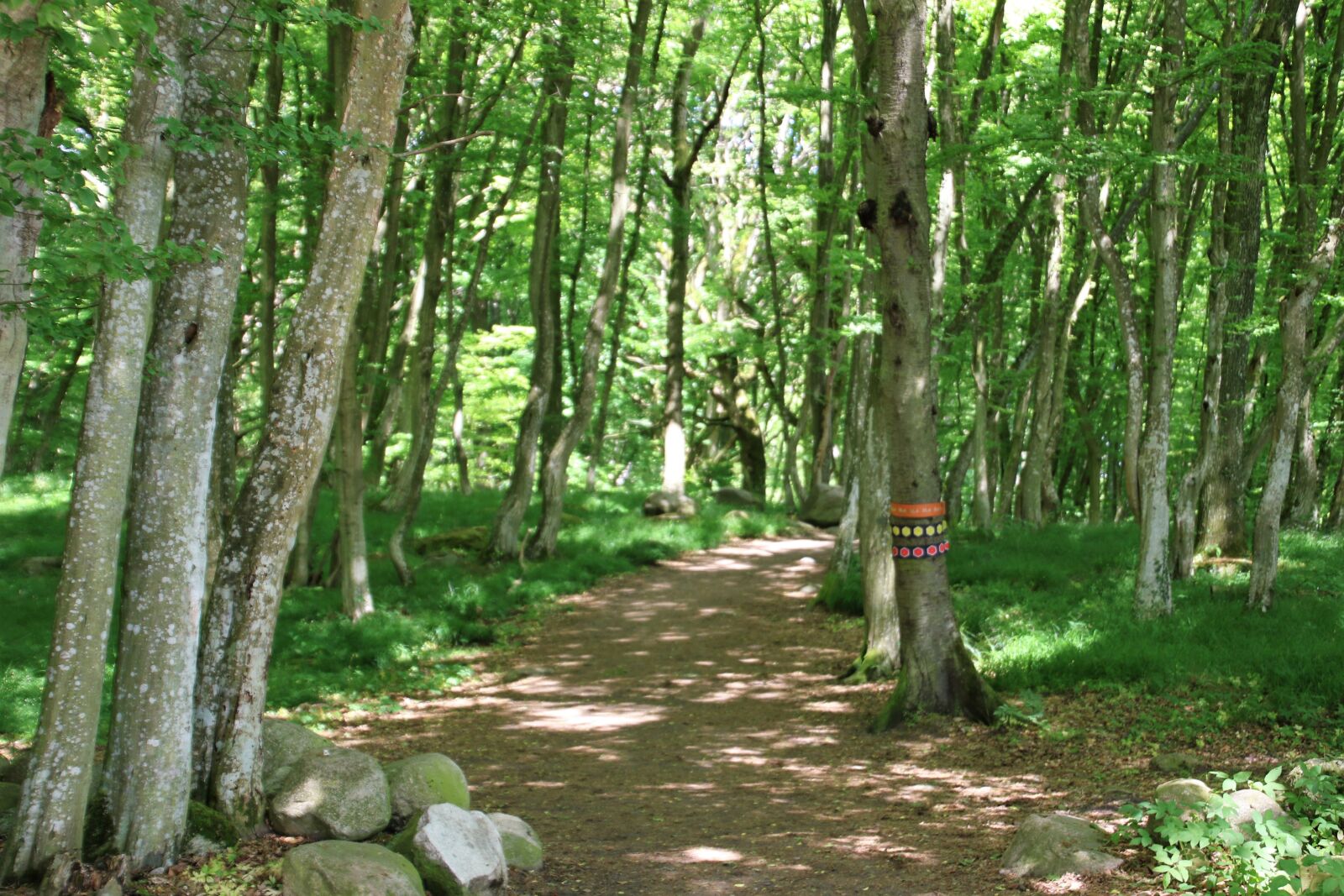 Canon EOS 7D Mark II sample photo. Boulders, branches, canopy, fairies photography