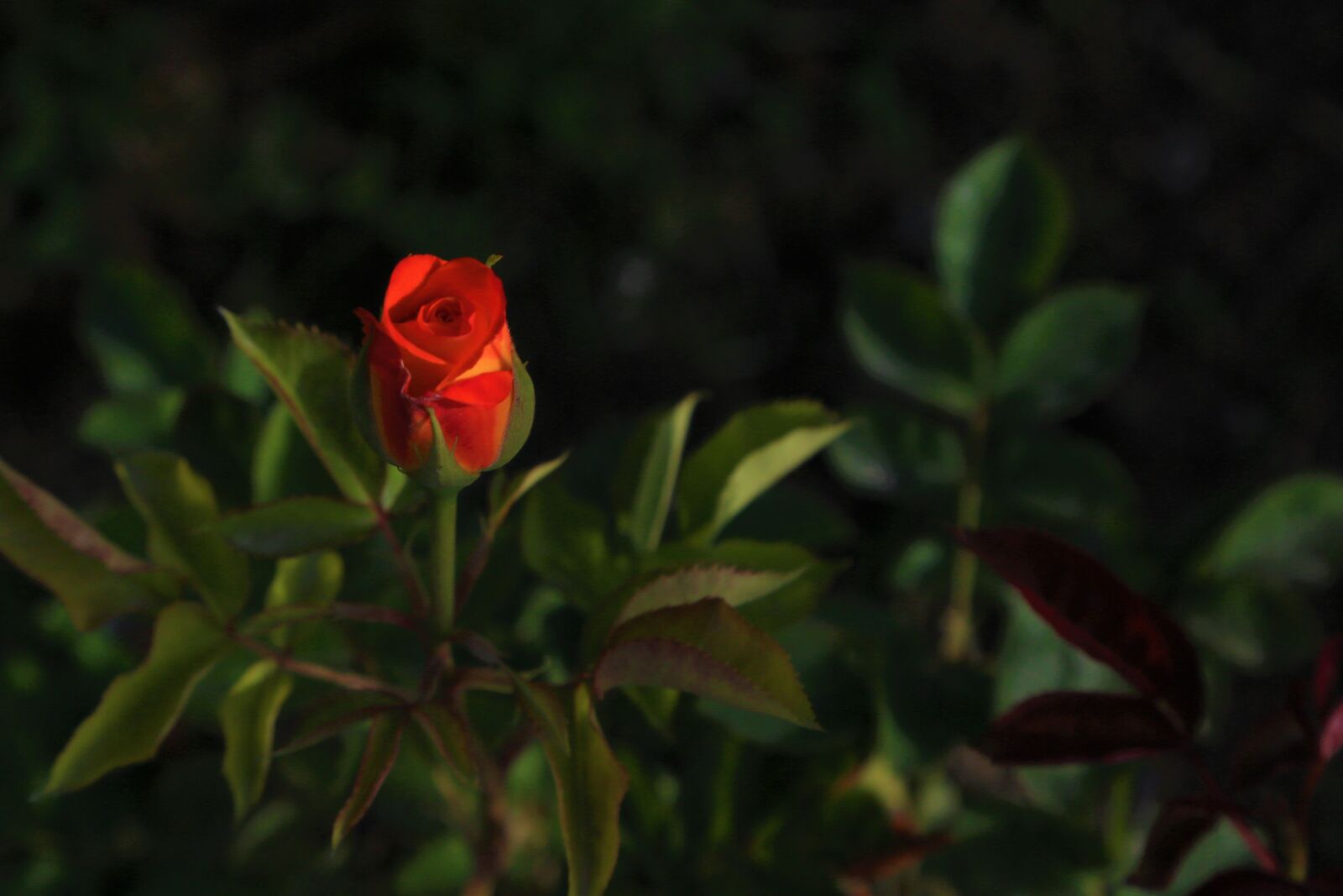 Canon EF 24-105mm F4L IS USM sample photo. Rose, bud, nature photography