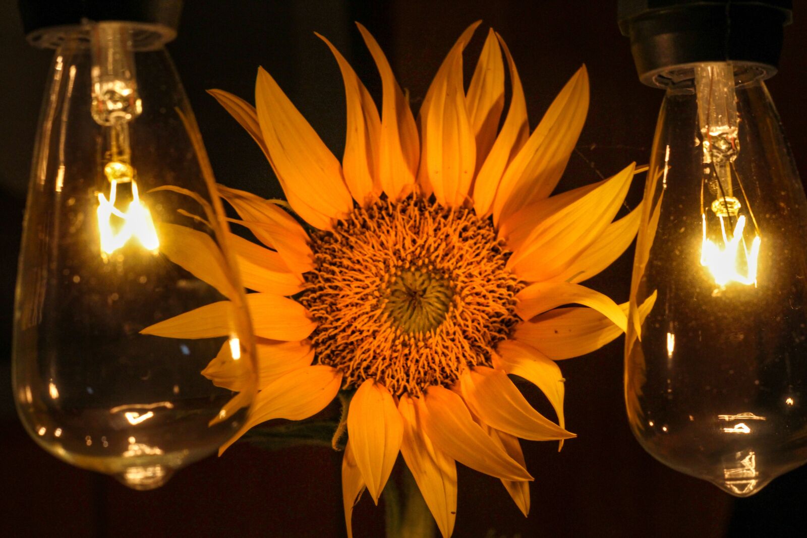 Canon EOS 1300D (EOS Rebel T6 / EOS Kiss X80) + Canon EF 50mm F1.8 STM sample photo. Sunflower, lightbulb, yellow photography