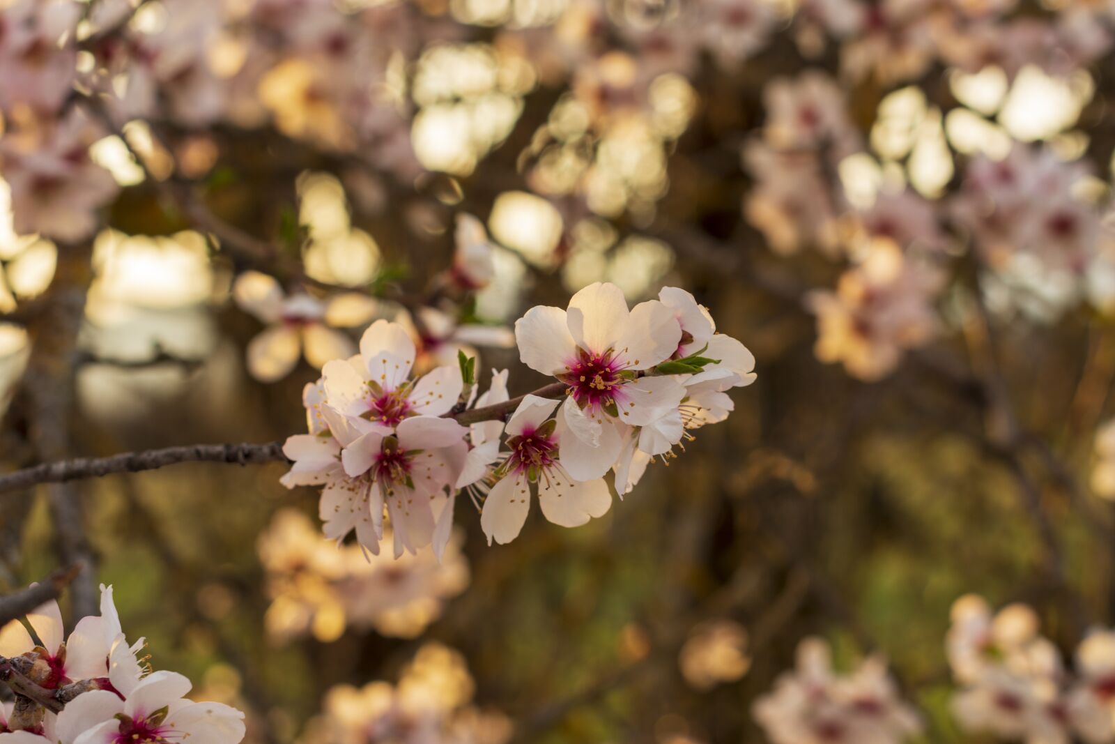Nikon D7200 sample photo. Sunset, blossom, bloom photography