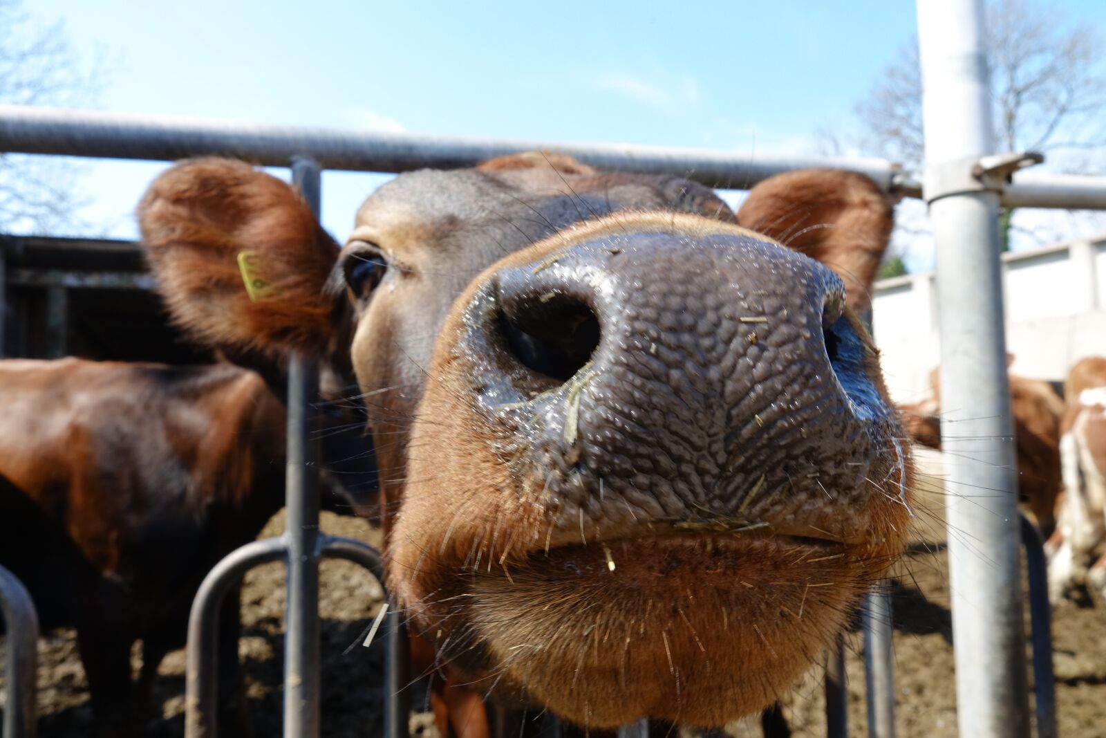 Sony Cyber-shot DSC-RX10 III sample photo. Cow, nose, cattle photography