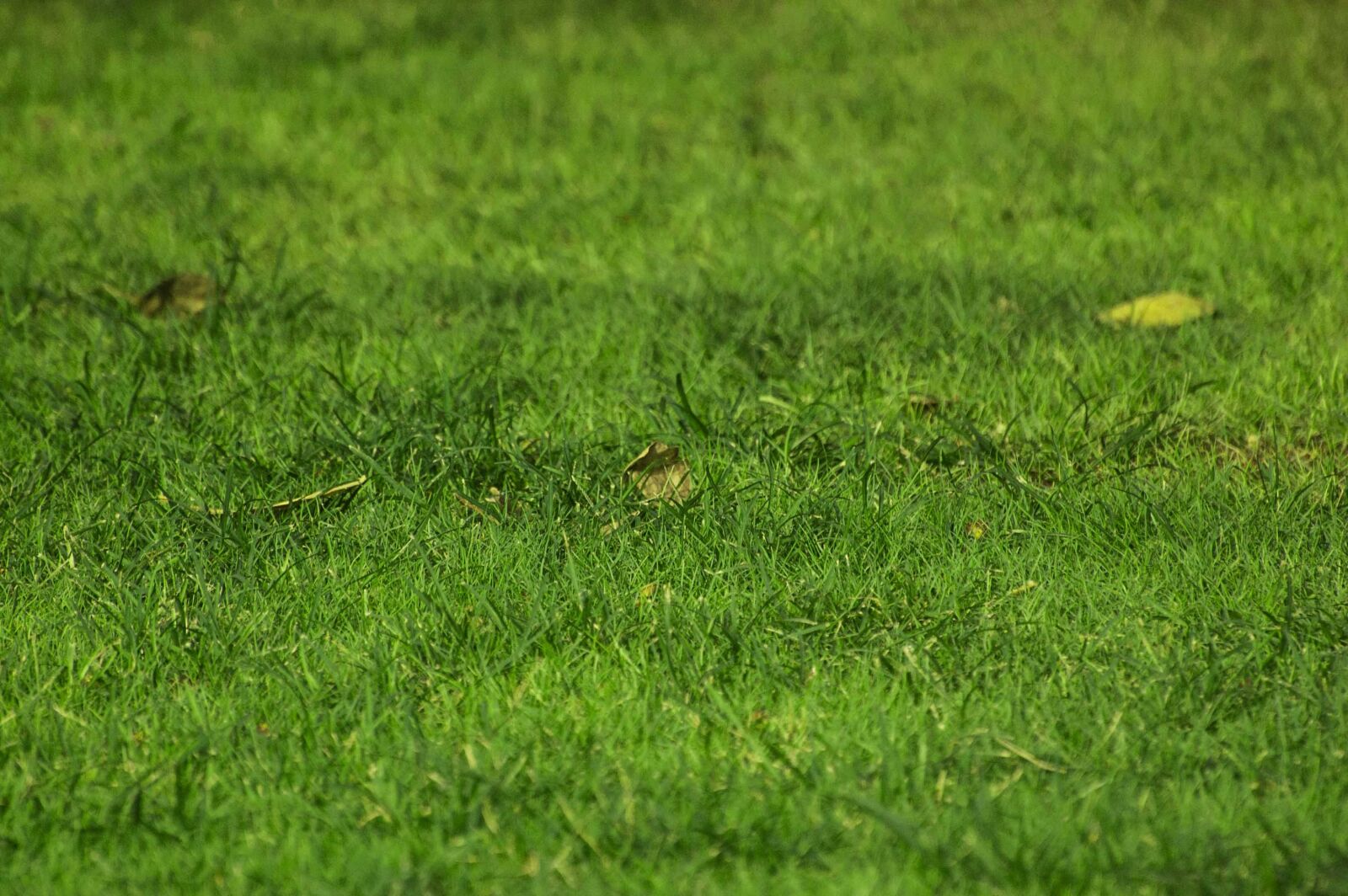 Nikon D40 sample photo. Grass, wild, outdoor photography