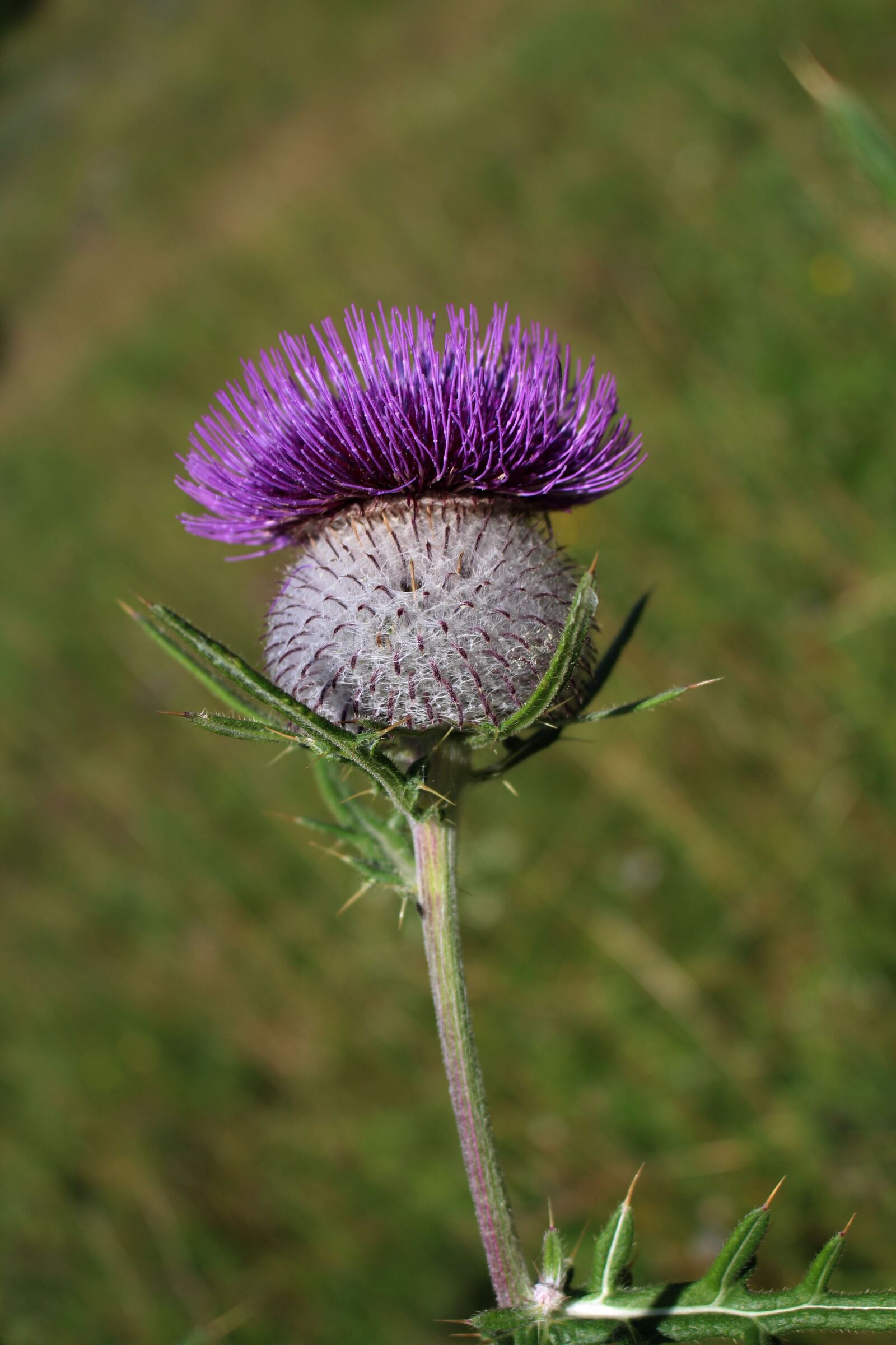 Canon EOS 700D (EOS Rebel T5i / EOS Kiss X7i) sample photo. Thistle, thistles, summer photography