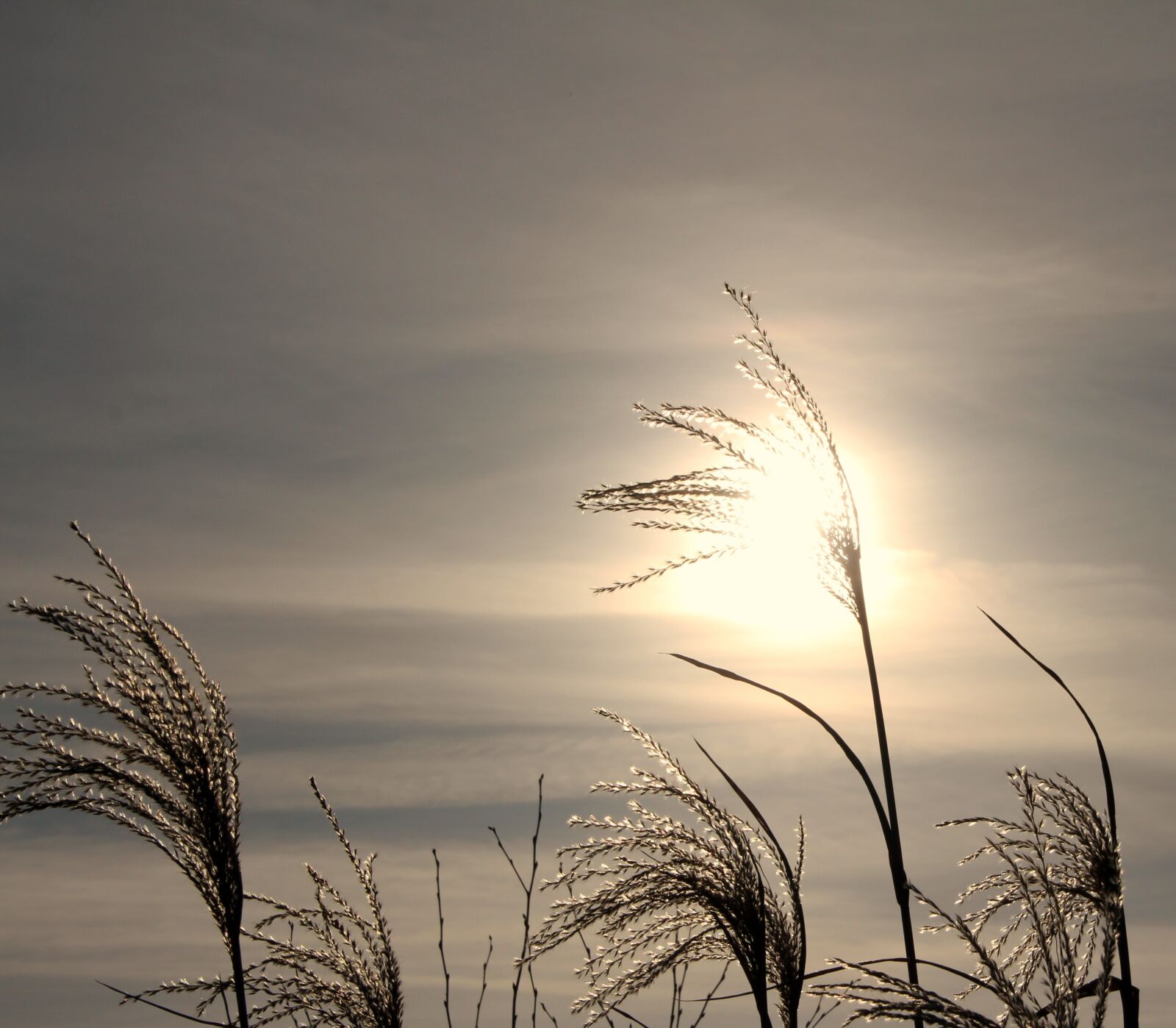 Canon EOS 650D (EOS Rebel T4i / EOS Kiss X6i) sample photo. Reed, cold, wintry photography