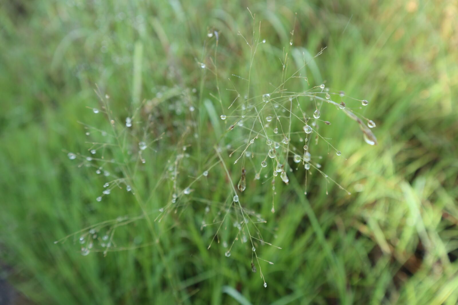 Canon EOS M6 sample photo. Grass, plant, dew photography