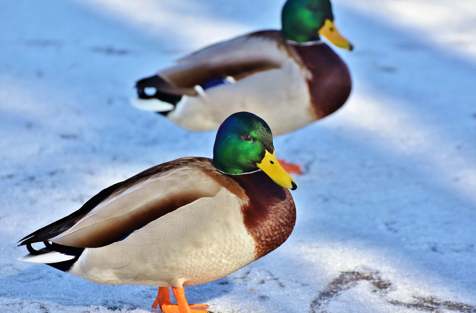 Nikon D7200 sample photo. Duck, drake, water bird photography