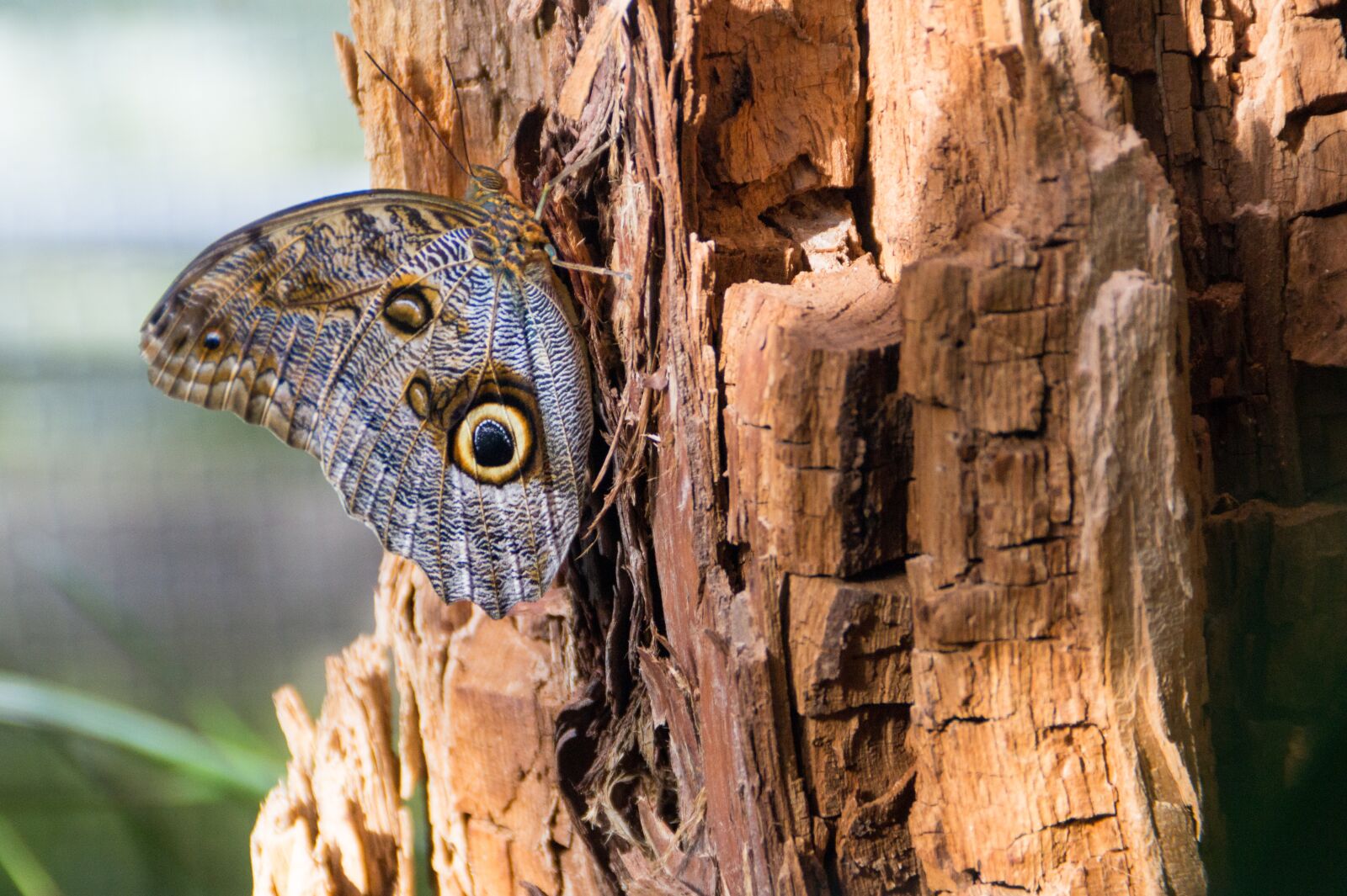 Sony SLT-A58 + Sony DT 18-200mm F3.5-6.3 sample photo. Butterfly, tree, nature photography