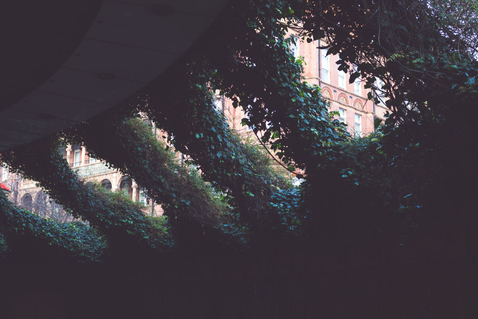 Canon EOS 700D (EOS Rebel T5i / EOS Kiss X7i) sample photo. Dark, leaves, plants, vines photography