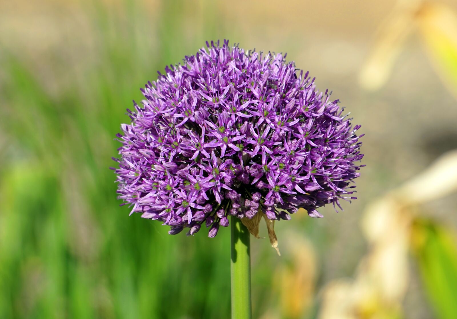 Sony Alpha a5000 (ILCE 5000) + Sony E 55-210mm F4.5-6.3 OSS sample photo. Nature, plant, flower photography