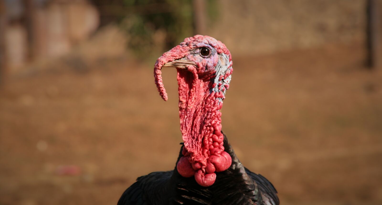 Canon EOS 400D (EOS Digital Rebel XTi / EOS Kiss Digital X) sample photo. Turkey, puter, poultry photography