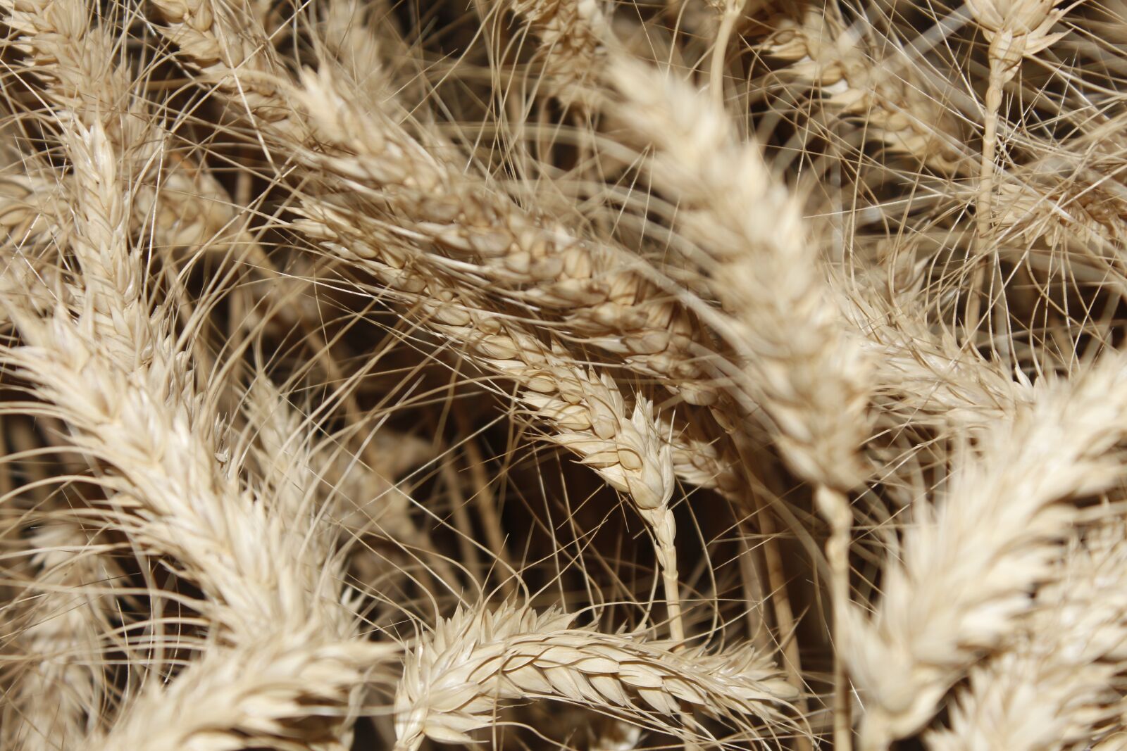 Canon EOS 650D (EOS Rebel T4i / EOS Kiss X6i) + Canon EF-S 18-55mm F3.5-5.6 III sample photo. Wheat, wheat fields, crop photography