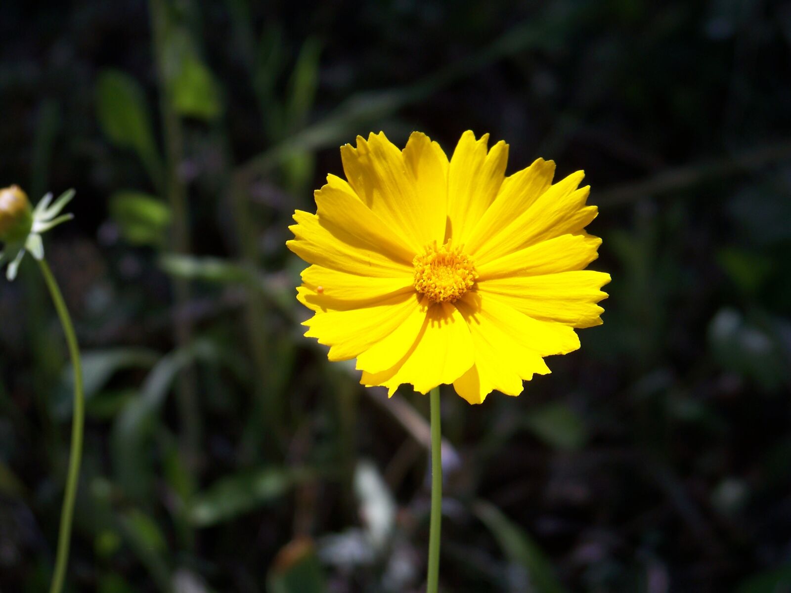 Kodak EASYSHARE Z1012 IS DIGITAL CAMERA sample photo. Nature, flowers, plants photography
