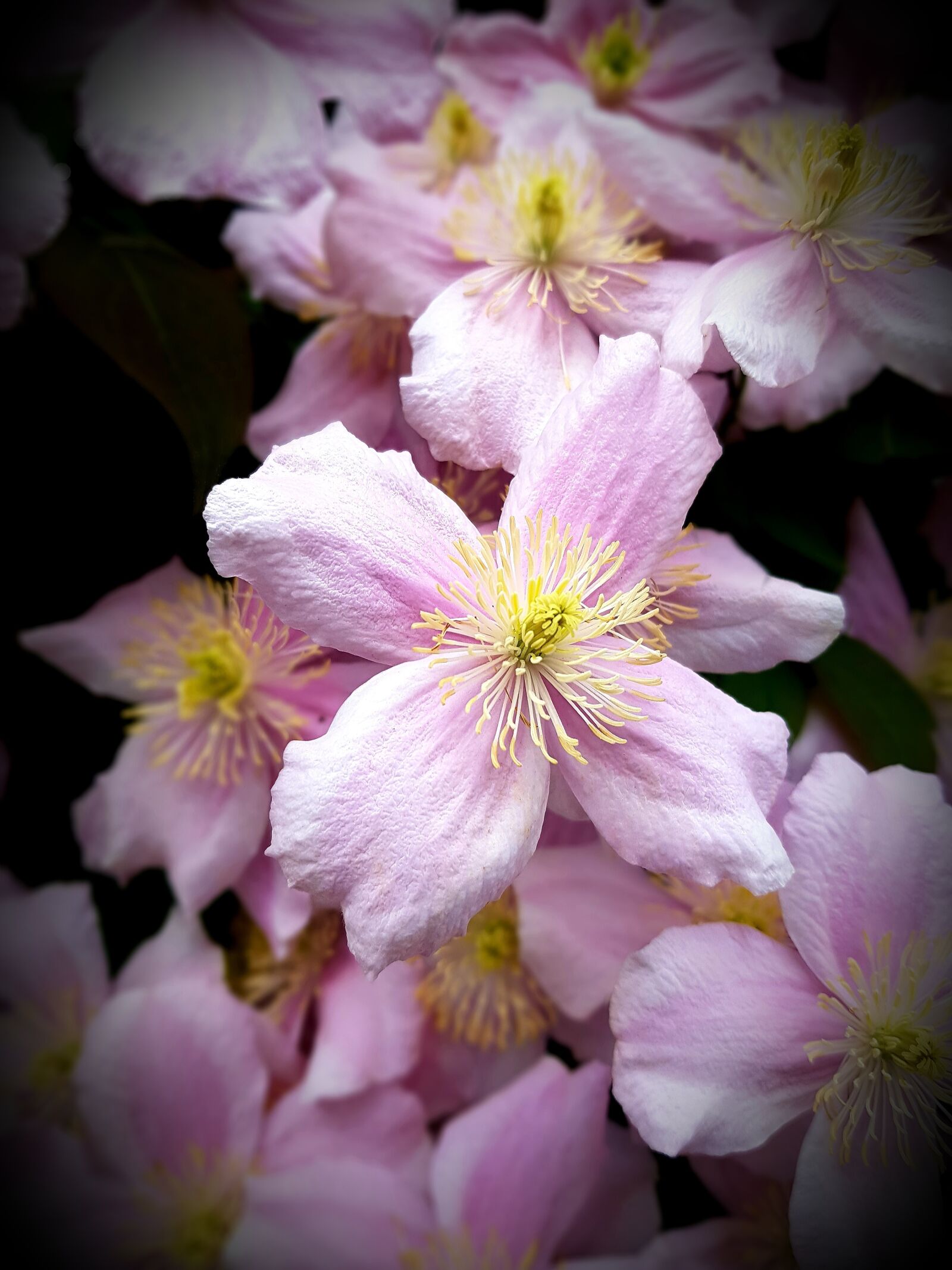Samsung Galaxy S7 Edge sample photo. Clematis, flower, bloom photography