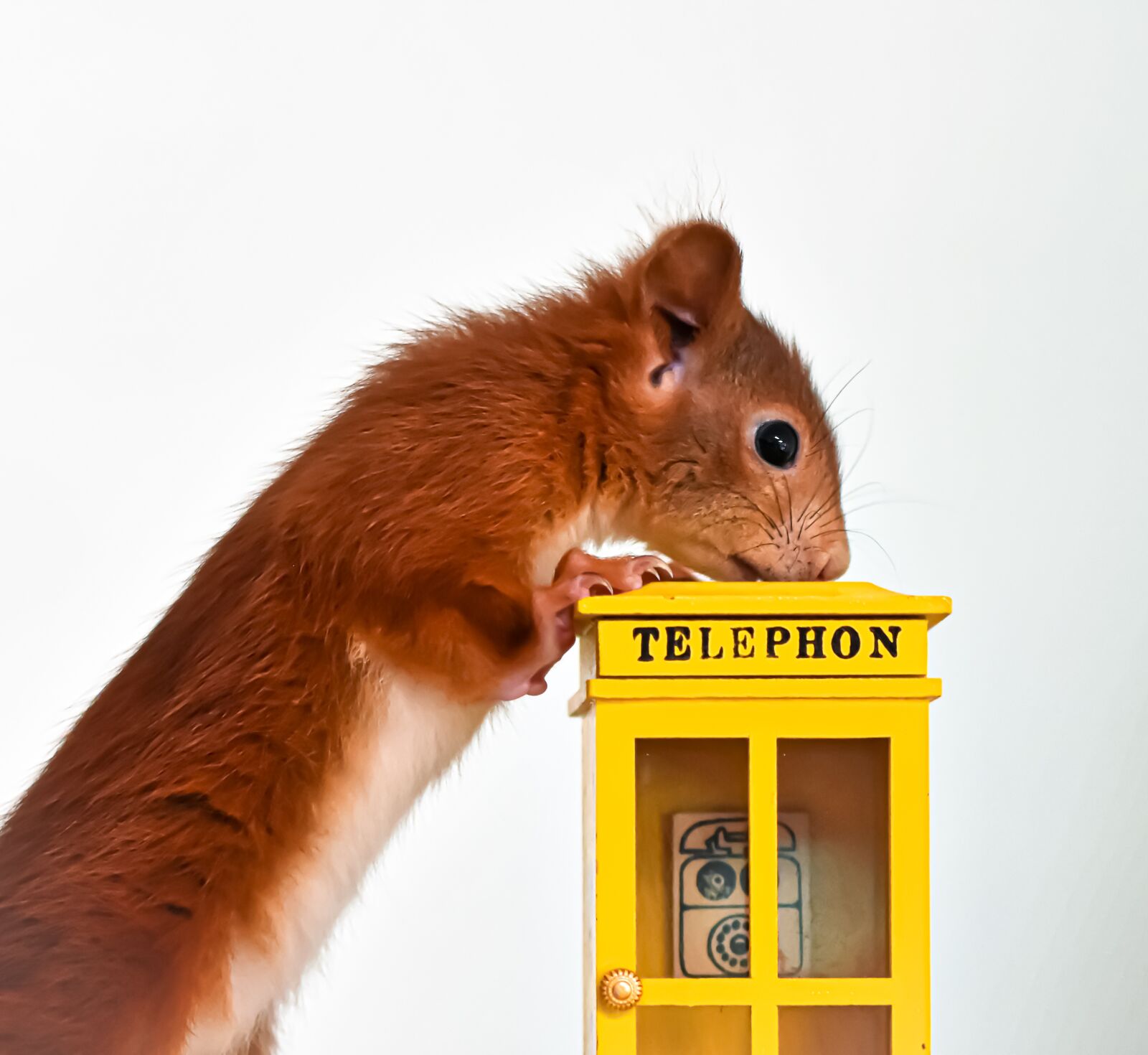 Nikon D7200 sample photo. Squirrel, phone, phone booth photography