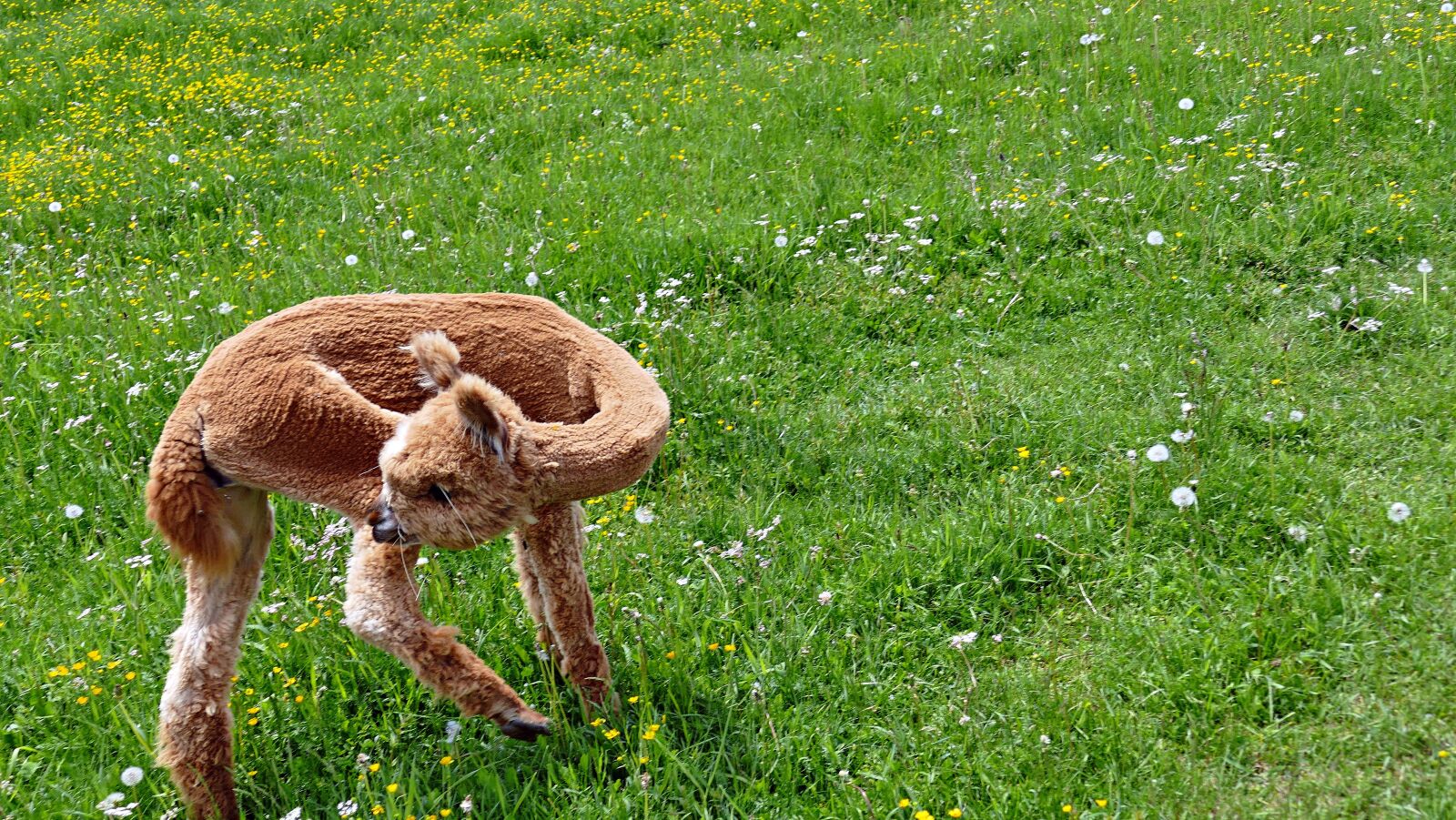 Panasonic Lumix DMC-FZ1000 sample photo. Animal, alpaca, meadow photography