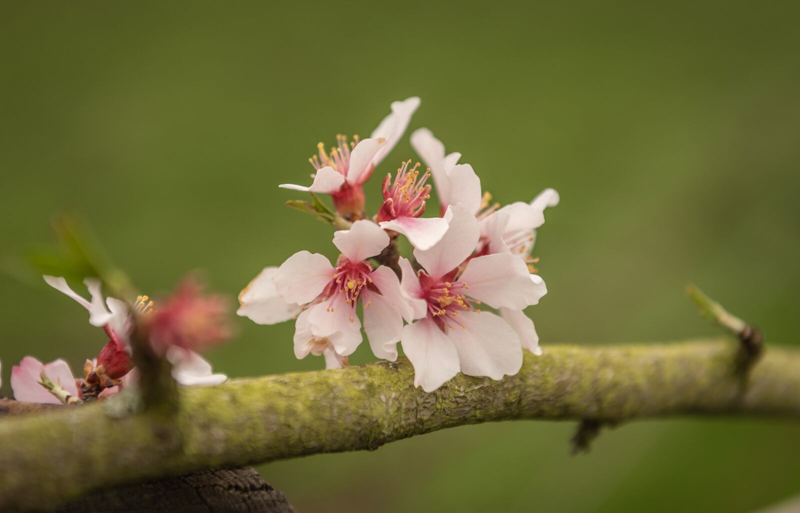 Nikon D750 sample photo. Almond blossom, fruit tree photography
