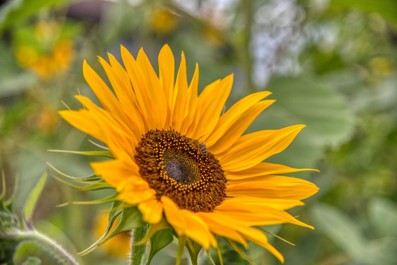 Nikon D750 sample photo. Sunflower, blossom, bloom photography