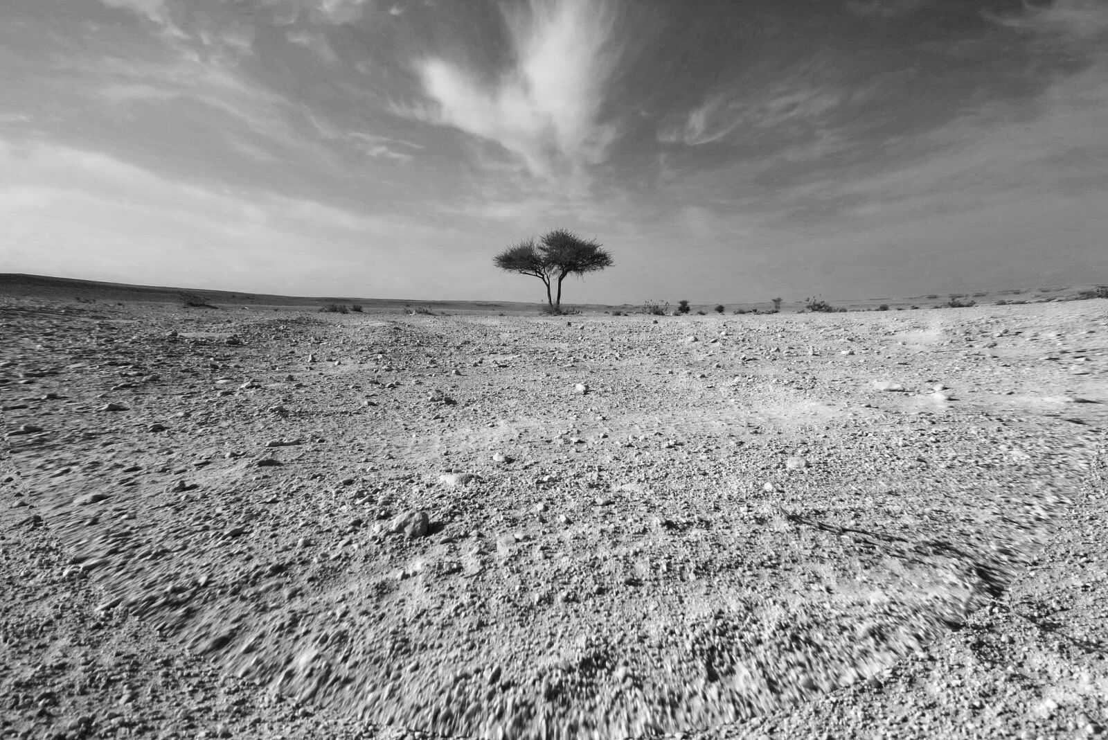 Canon PowerShot SX50 HS sample photo. Desert, tree, nature photography
