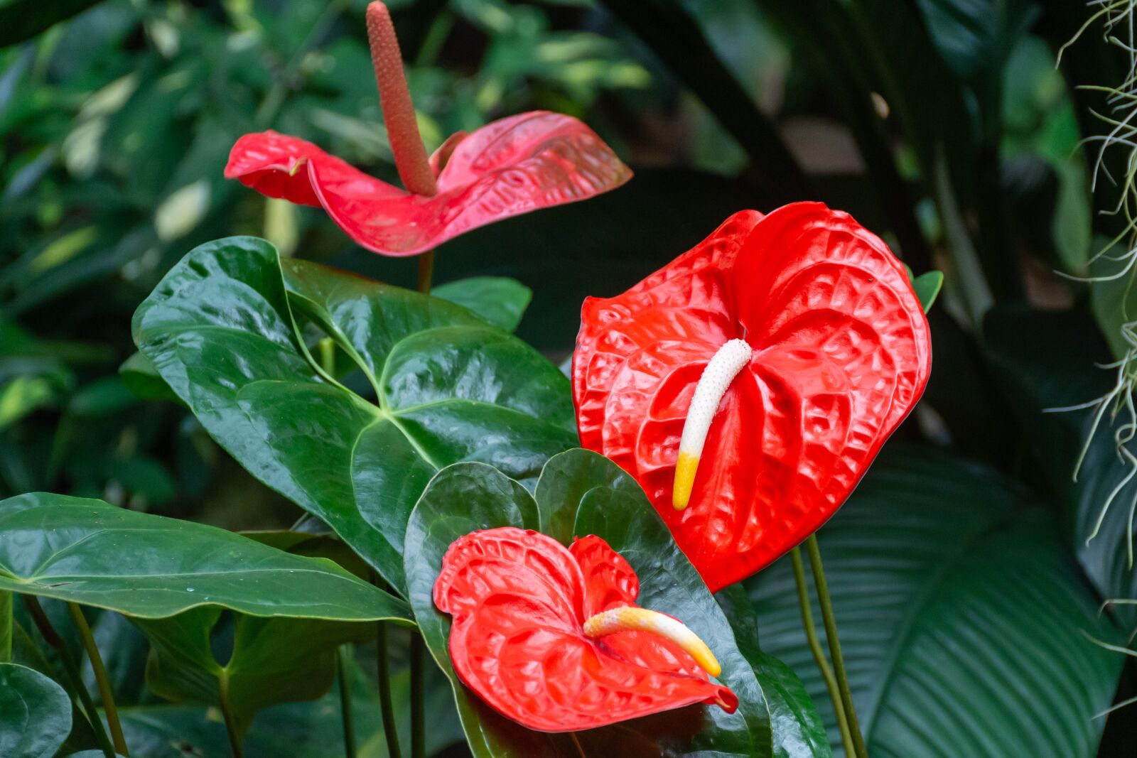 Nikon D7200 sample photo. Flower, nature, vegetable photography