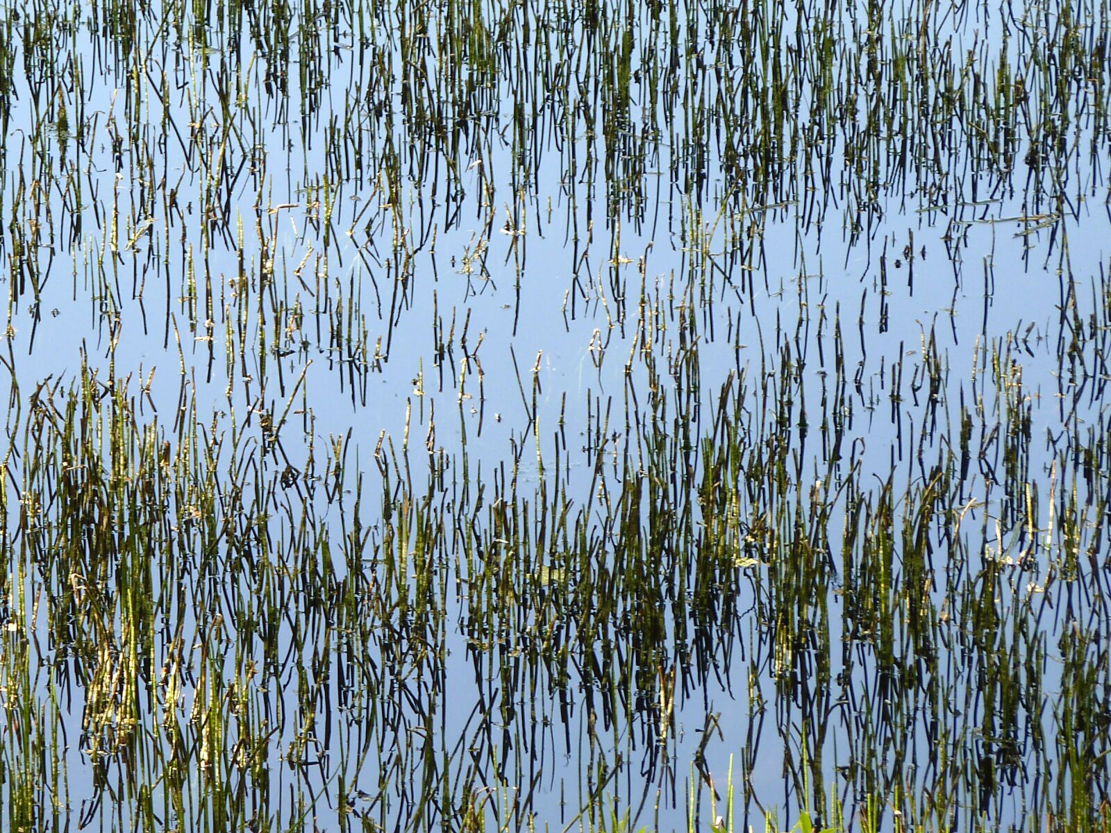 Panasonic Lumix DMC-FZ35 (Lumix DMC-FZ38) sample photo. Abstract, horsetails aquatic, plants photography