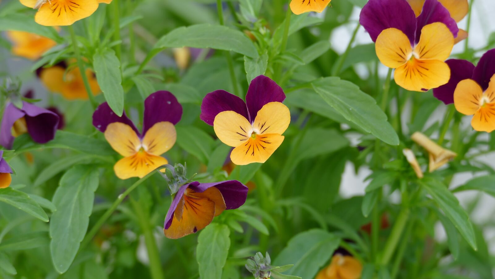 Leica V-Lux (Typ 114) sample photo. Pansy, garden, garden pansy photography