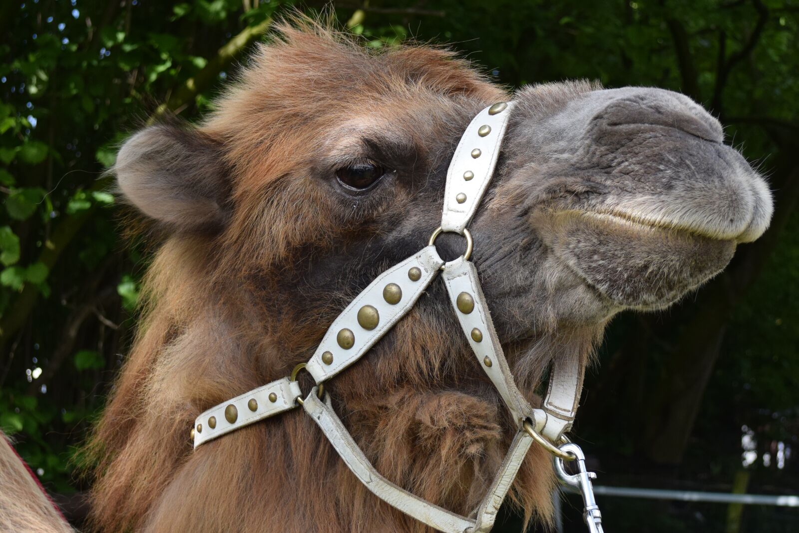 Nikon D5300 sample photo. Camel, desert ship, animal photography