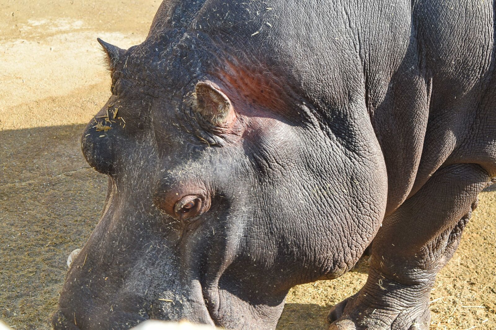 Nikon D5500 sample photo. Wildlife, hippopotamus, nature, animal photography