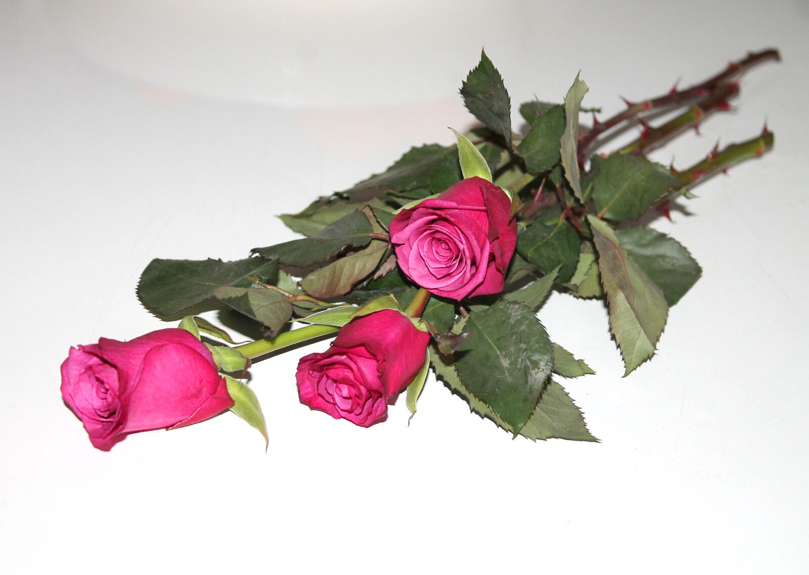 Canon EOS 1100D (EOS Rebel T3 / EOS Kiss X50) sample photo. Roses, three, red roses photography