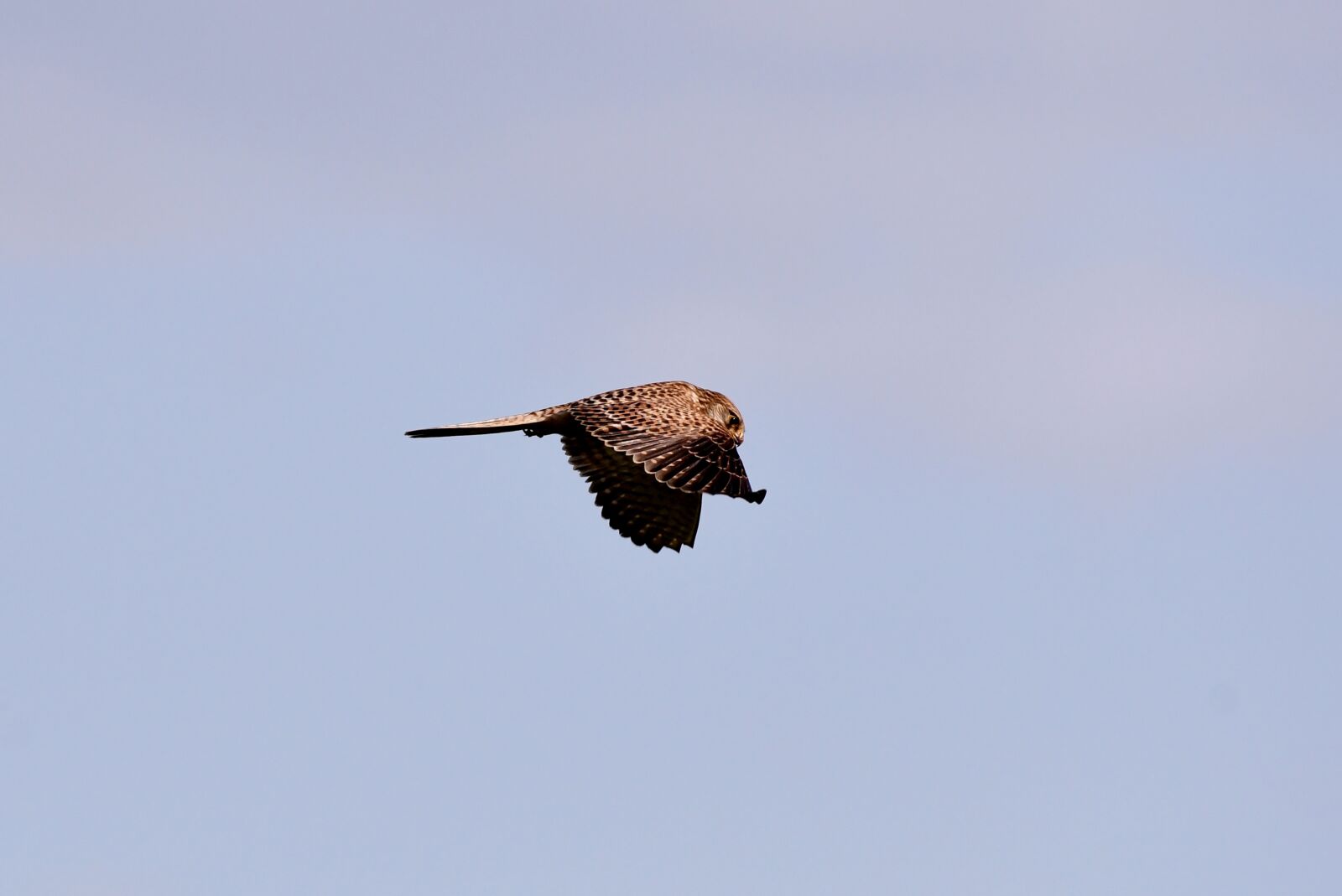 Nikon D500 sample photo. Valk, bird of prey photography