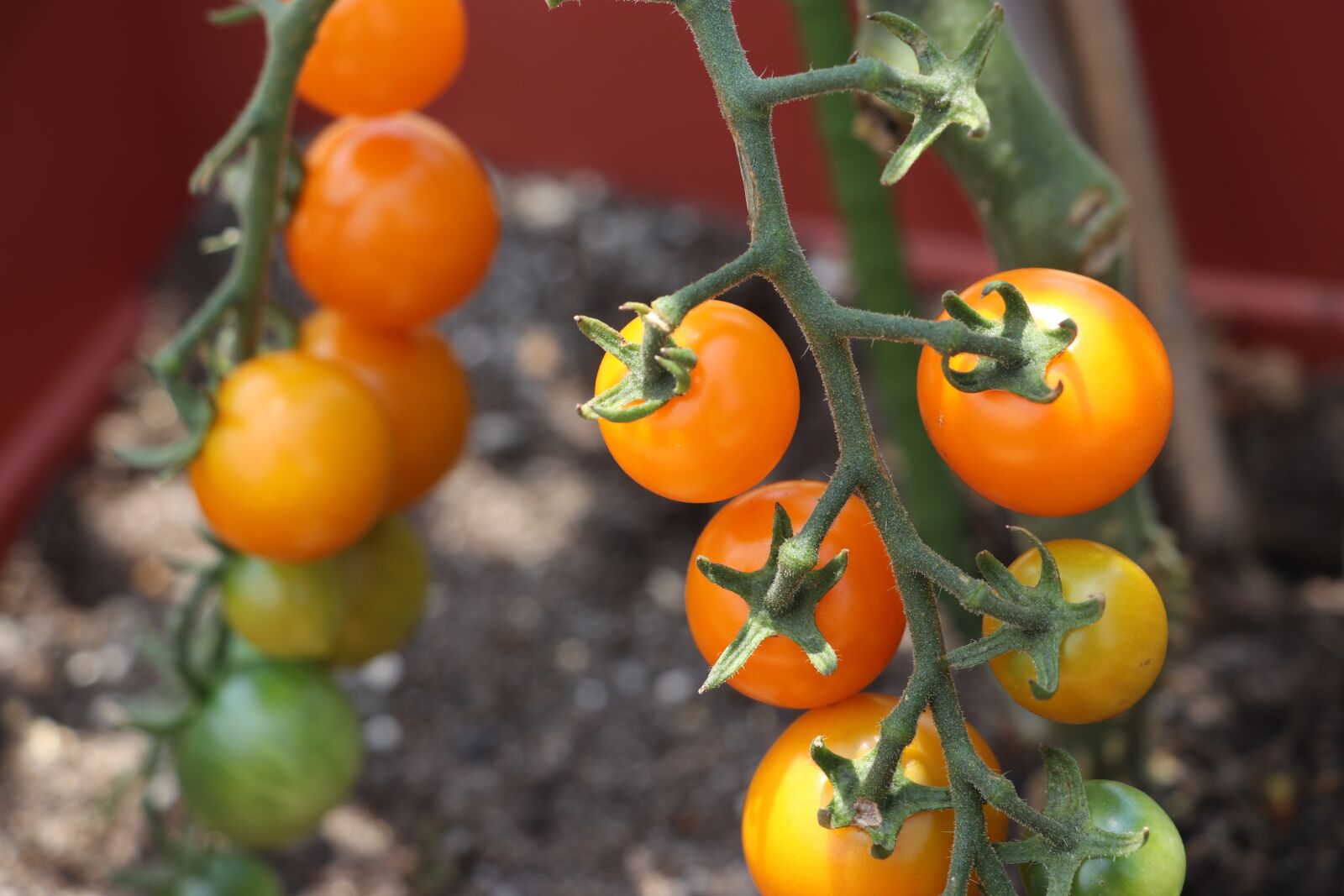 Canon EOS 80D sample photo. Vegetables, tomato, mini tomato photography