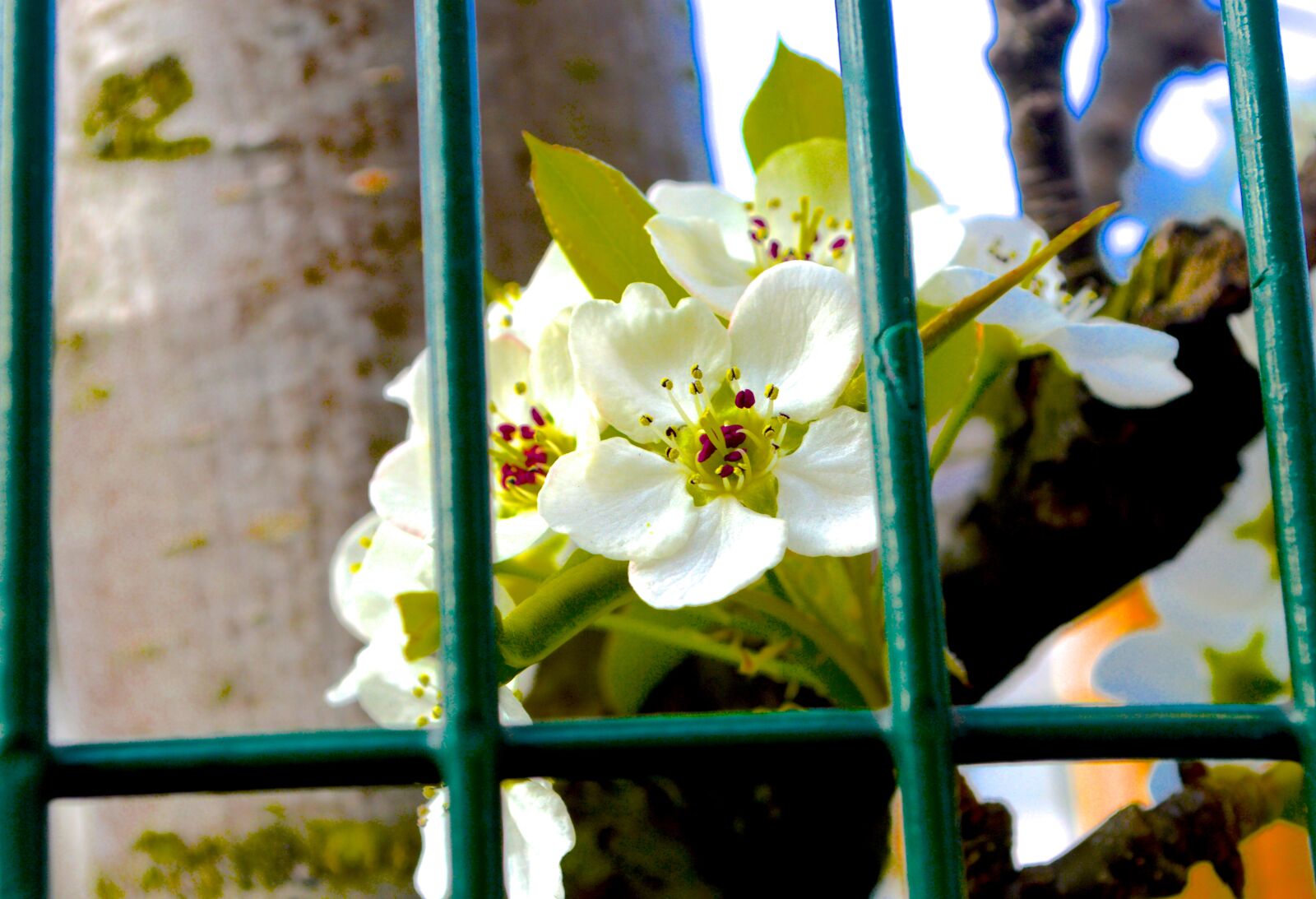Nikon D3200 sample photo. Bars, flower, green, white photography