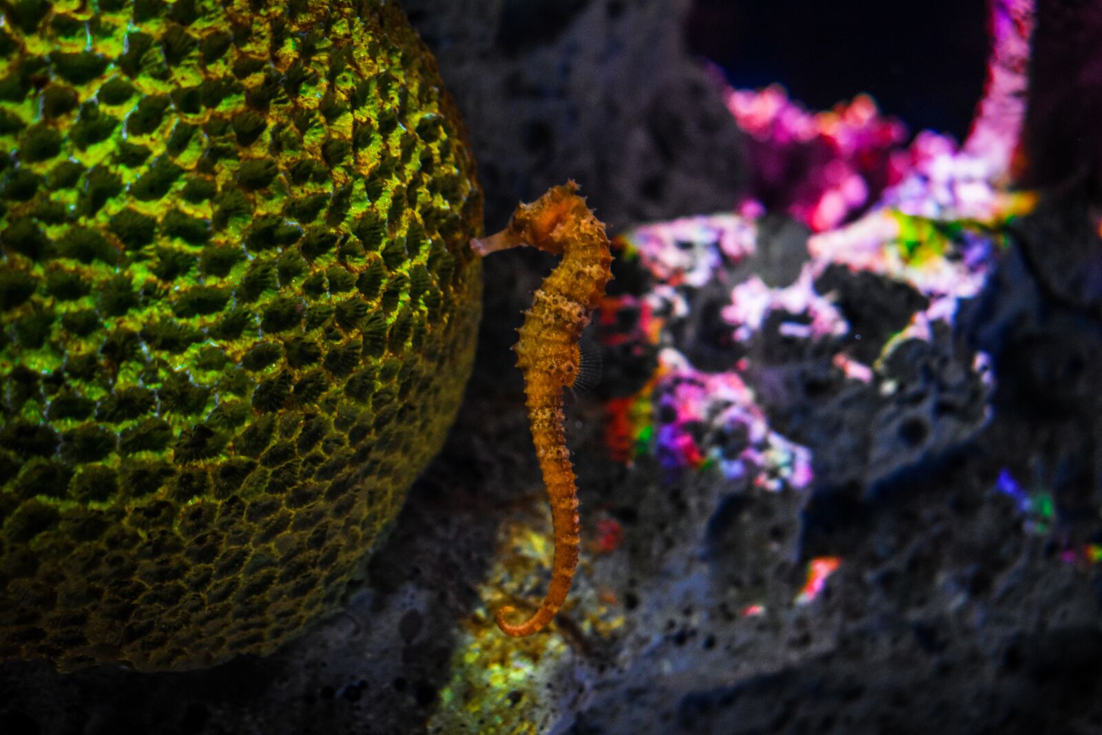Nikon D3400 sample photo. Sea horse, underwater, plants photography