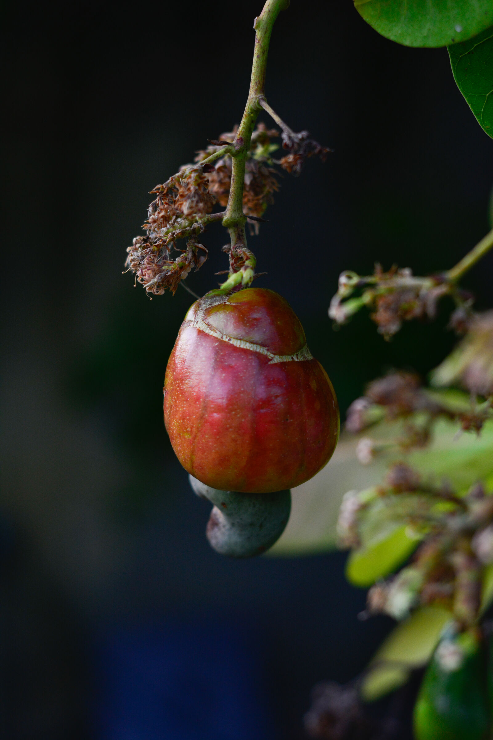 Nikon D5200 sample photo