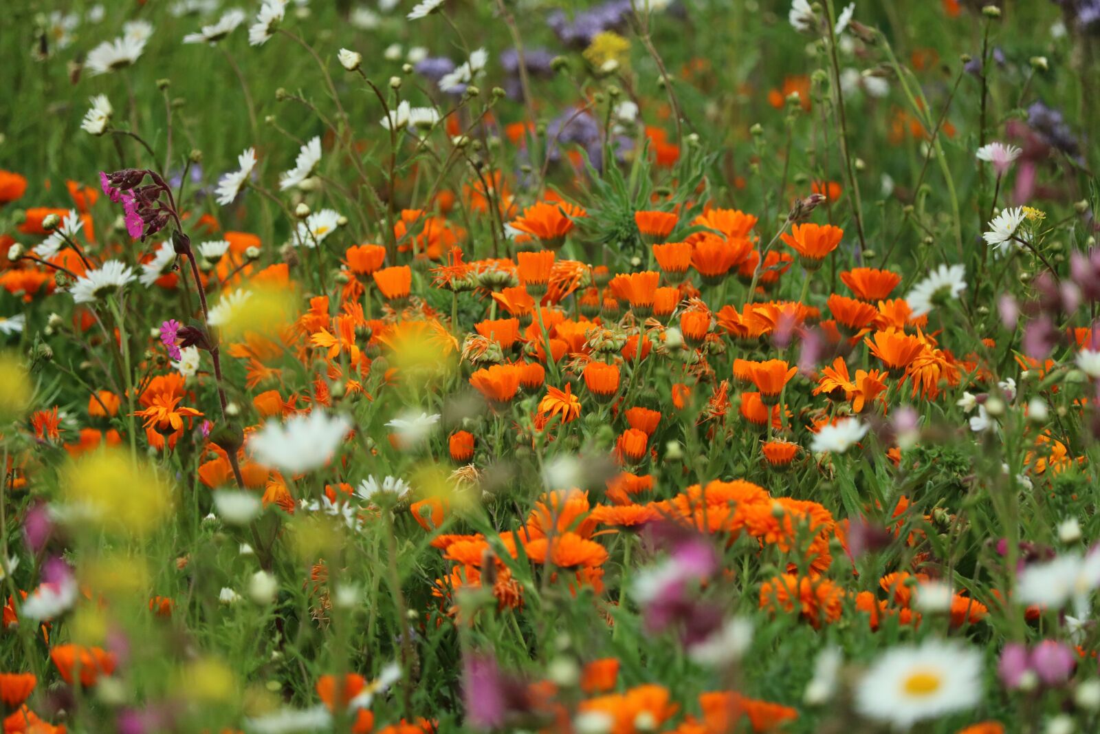 Canon EF-S 55-250mm F4-5.6 IS STM sample photo. Blühwiese, biodiversity, bees photography