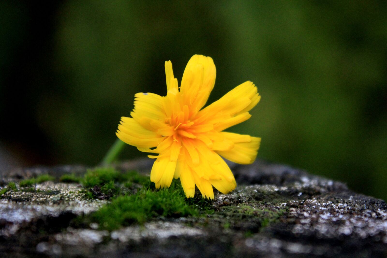 Canon EOS 1200D (EOS Rebel T5 / EOS Kiss X70 / EOS Hi) sample photo. Flower, wood, moss photography