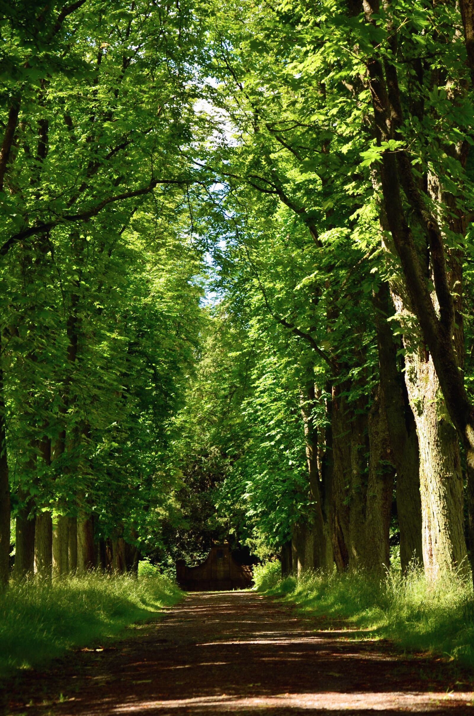 Nikon D5100 sample photo. Road, forest, wood, forest photography