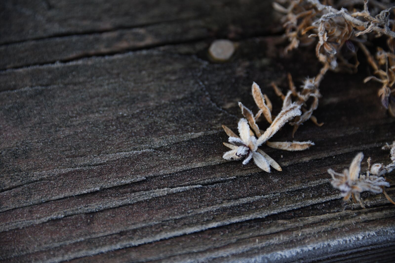 Nikon D850 sample photo. Background, winter, frost photography