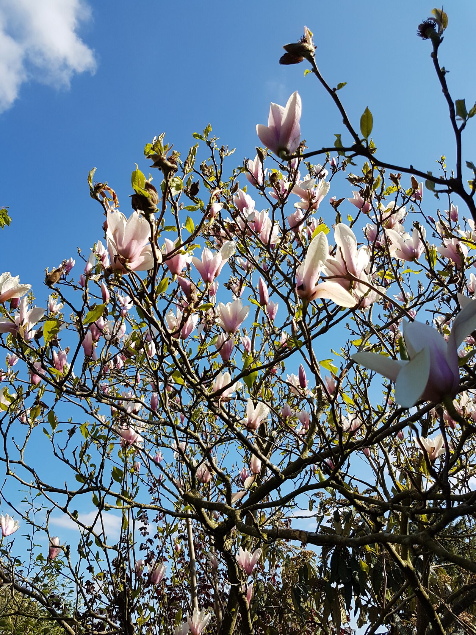 Samsung Galaxy S7 sample photo. Tulip tree, magnolia, spring photography