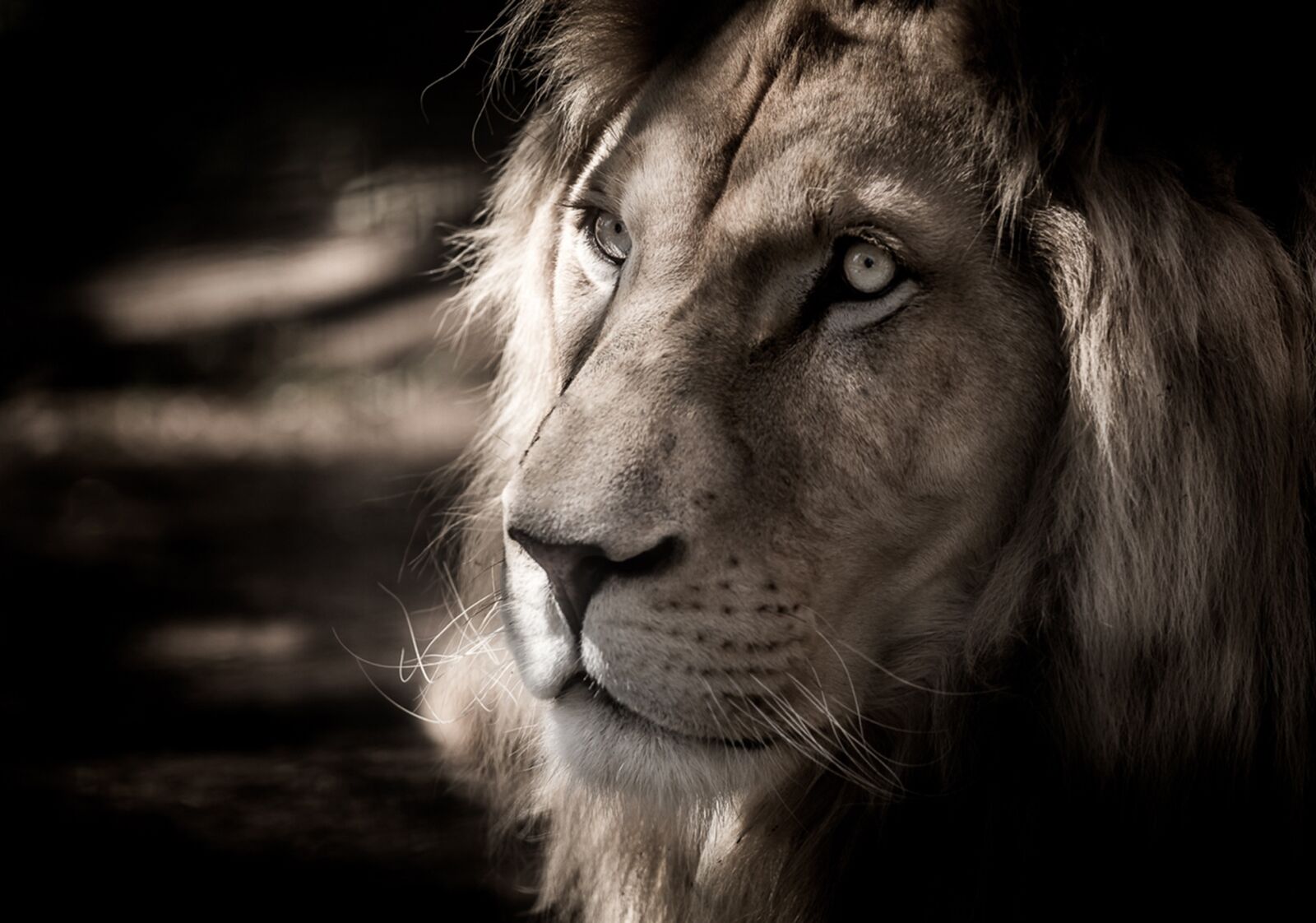 Nikon D750 sample photo. White lion, eyes, lion photography