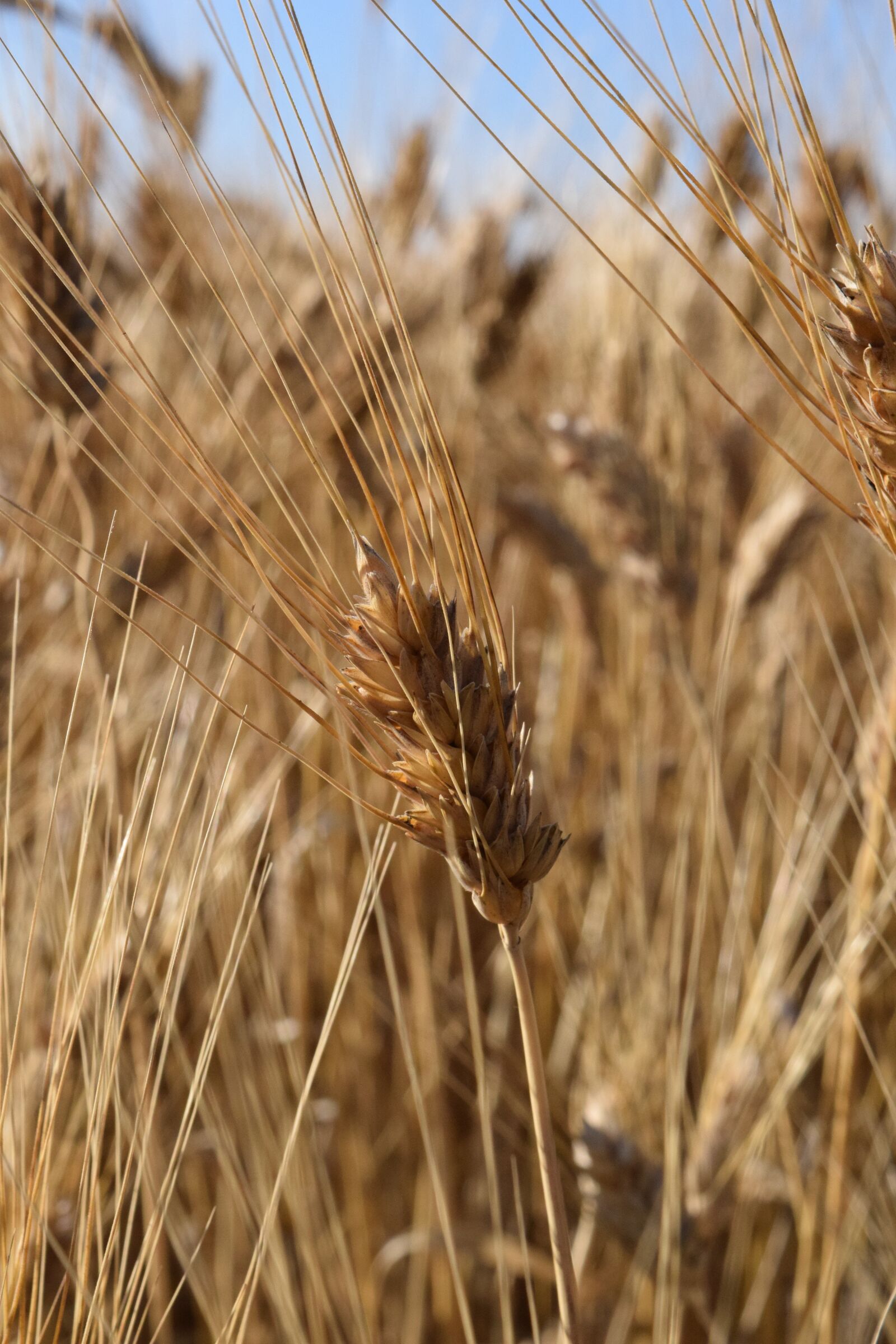 Nikon D3300 sample photo. Ear, wheat, cornfield photography