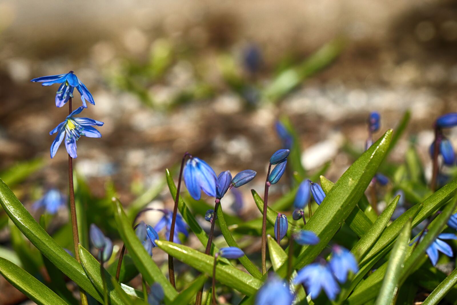 Canon EOS 7D Mark II sample photo. Nature, flower, flora photography