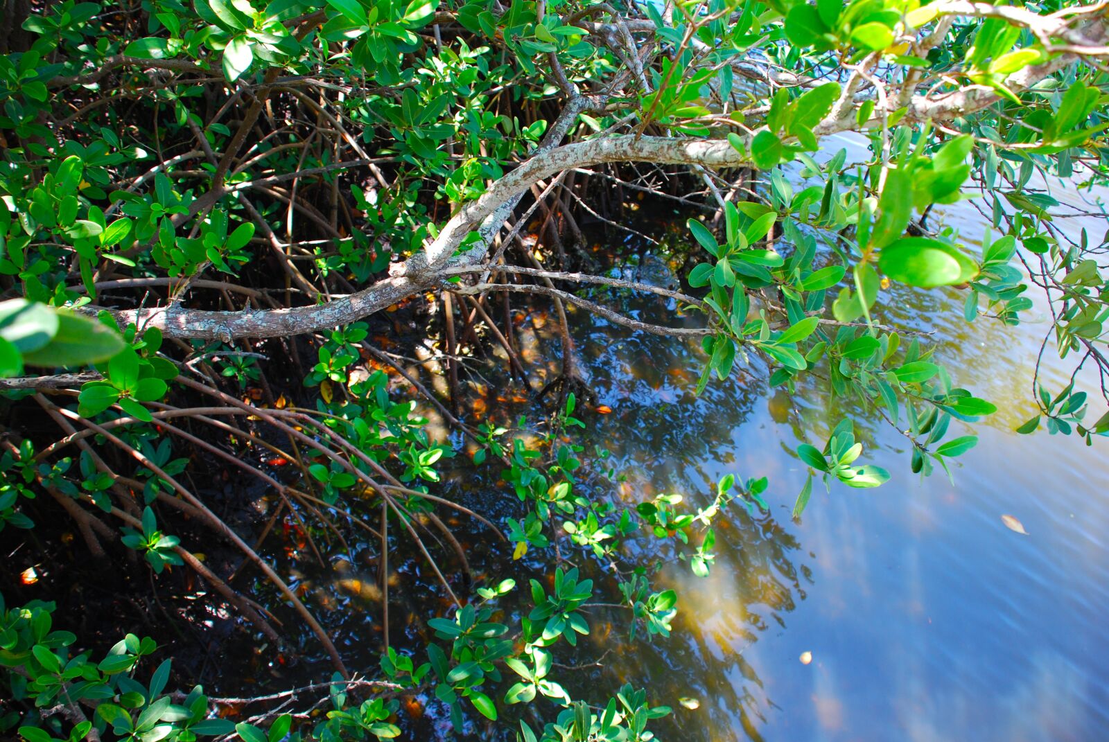 Nikon D40X sample photo. Leaves, nature, water photography