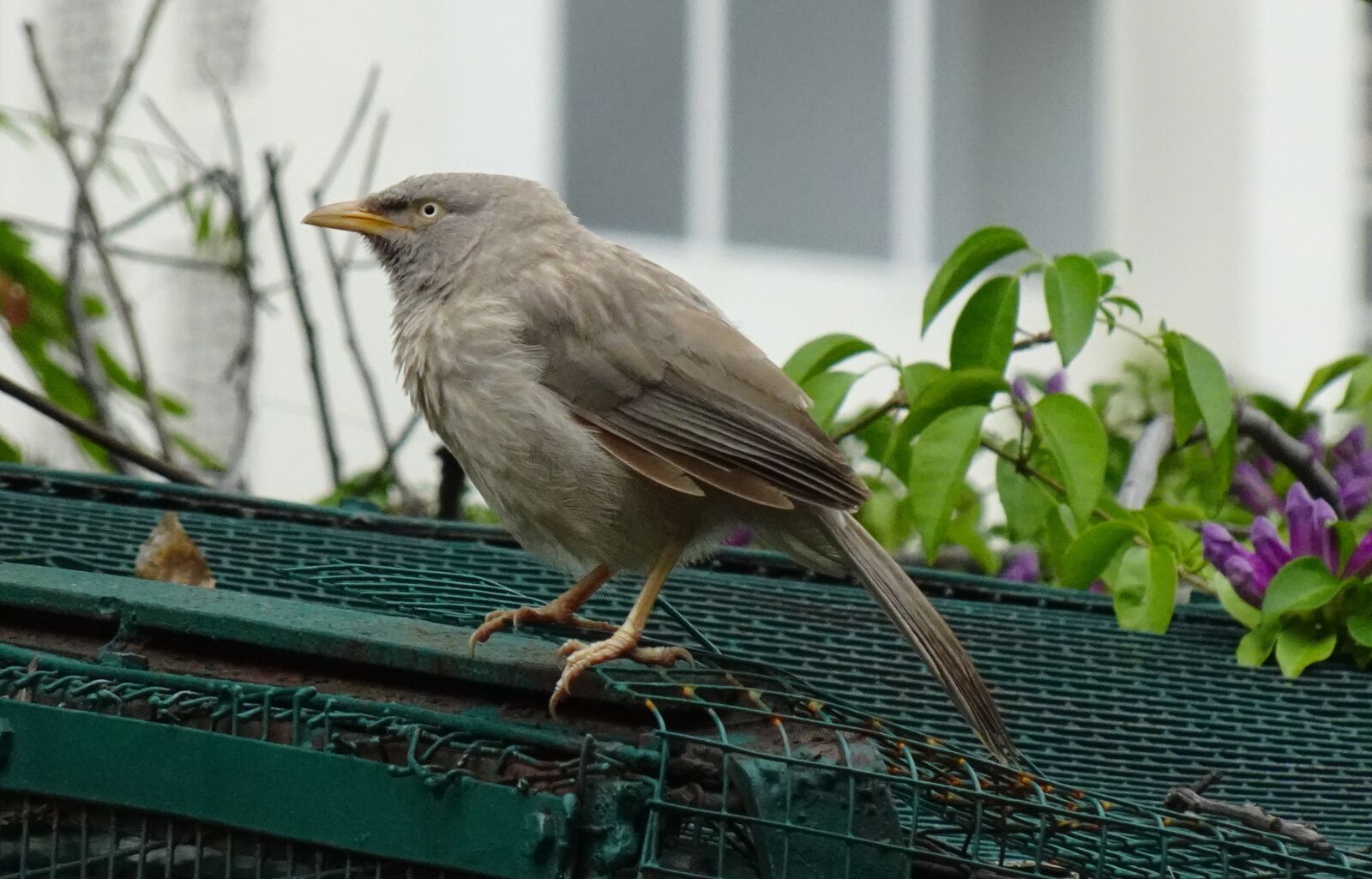 Sony DSC-WX800 sample photo. Bird, babbler, jungle babbler photography