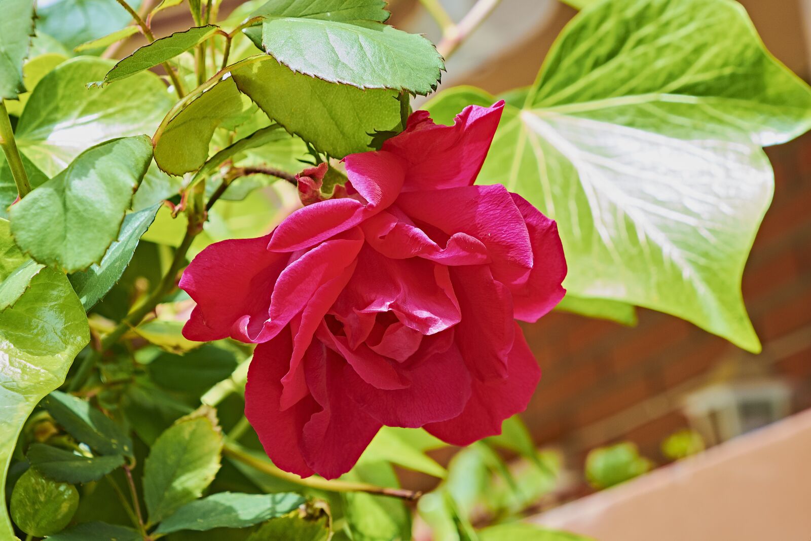 Nikon D7200 sample photo. Rosa, flower, spring photography