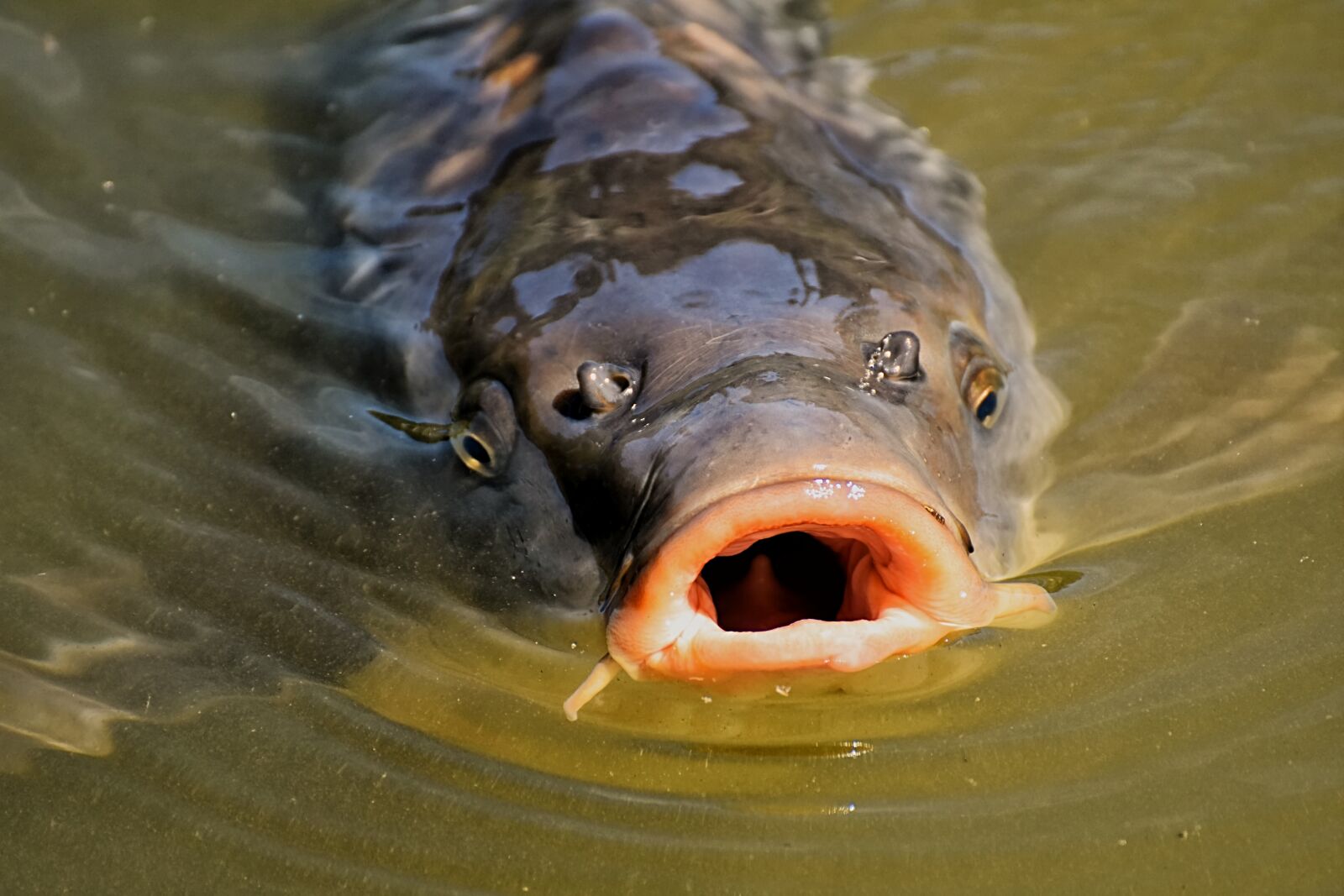 Nikon D7200 sample photo. Carp, fish, water photography