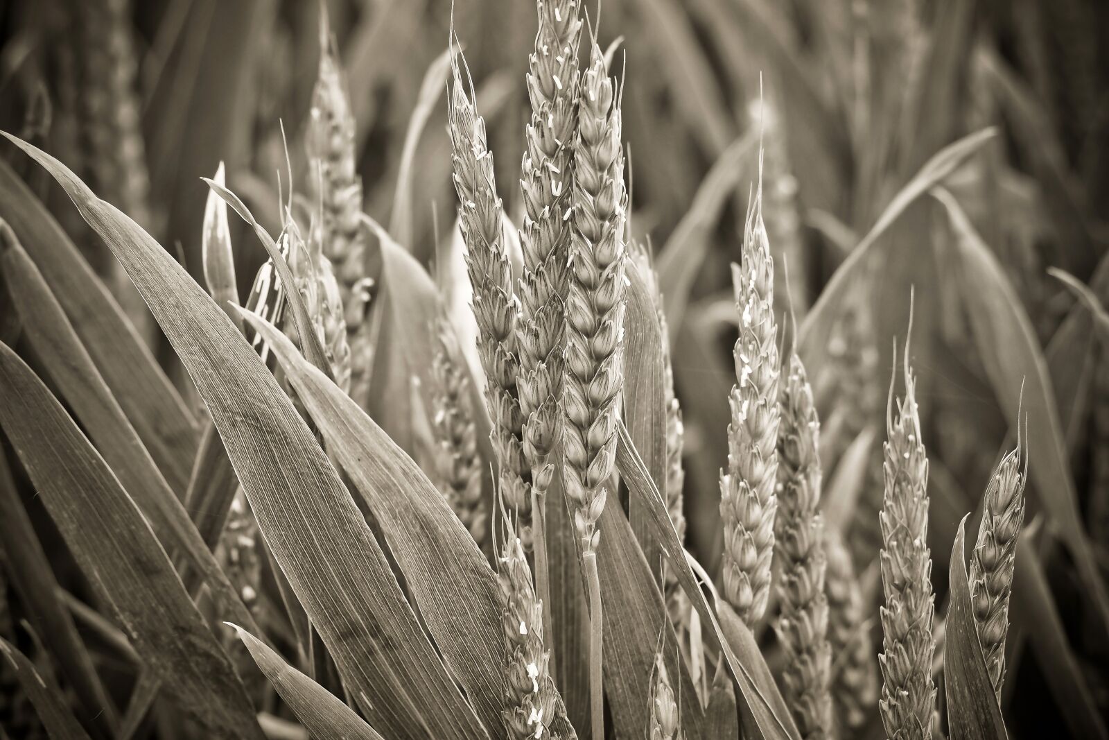 Olympus OM-D E-M10 sample photo. Nature, spike, cereals photography