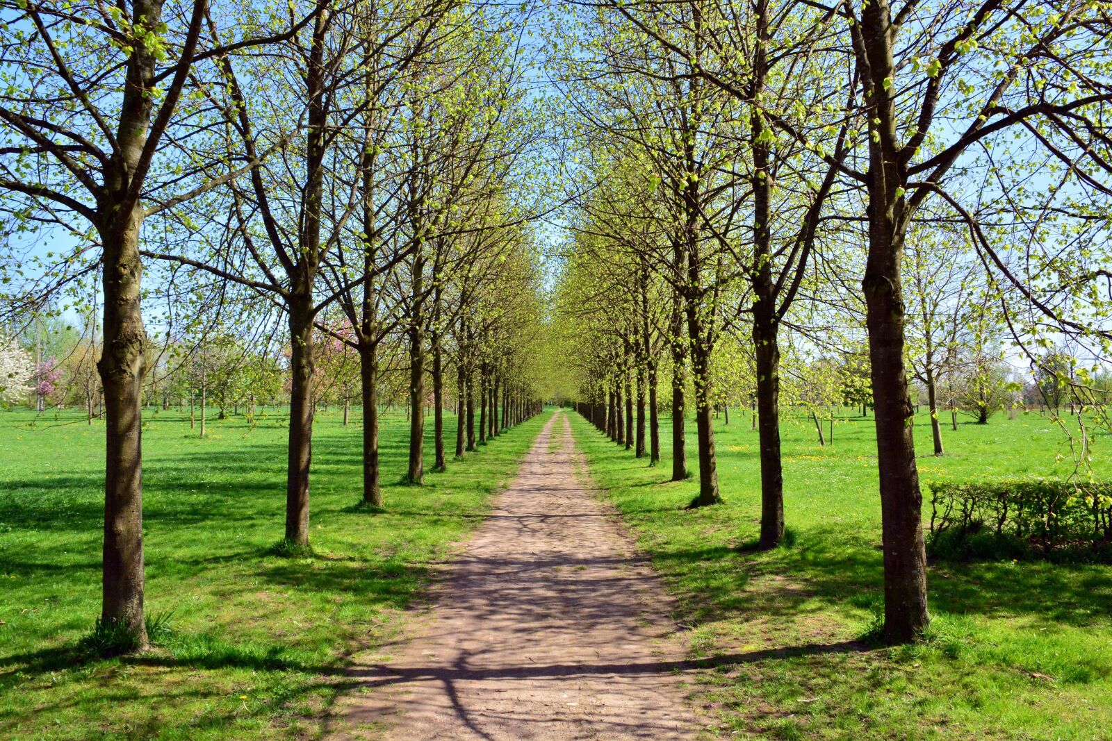 Nikon D5200 sample photo. Avenue, park, tree photography