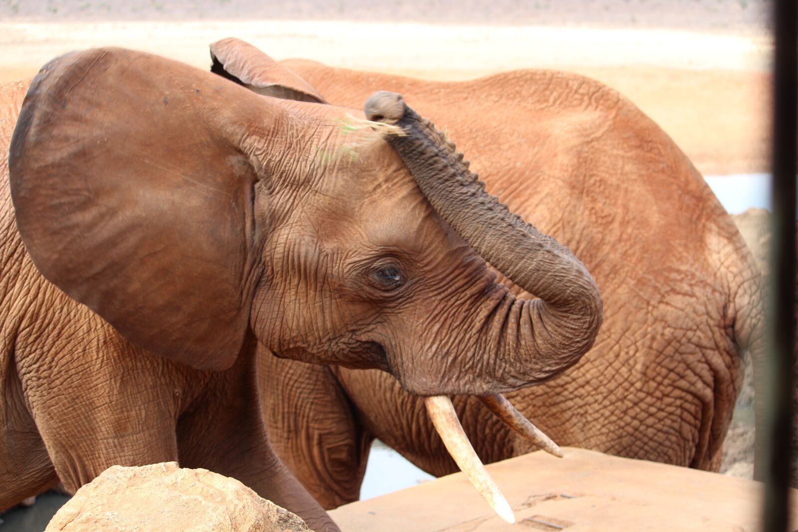 Canon EF-S 55-250mm F4-5.6 IS STM sample photo. Elephant, proboscis, water hole photography