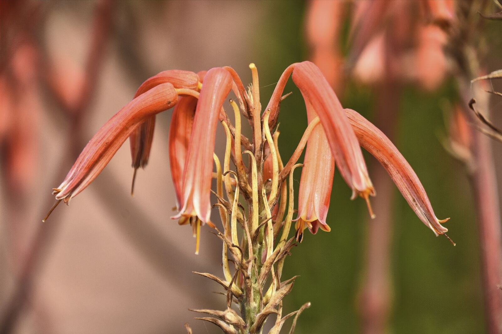 Nikon D7200 sample photo. Flowers, garden, petals photography