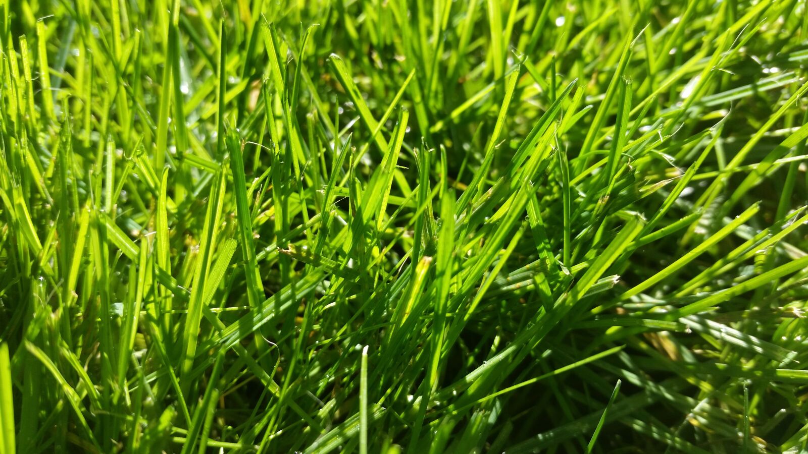 Samsung Galaxy S5 sample photo. Grass, green, nature photography